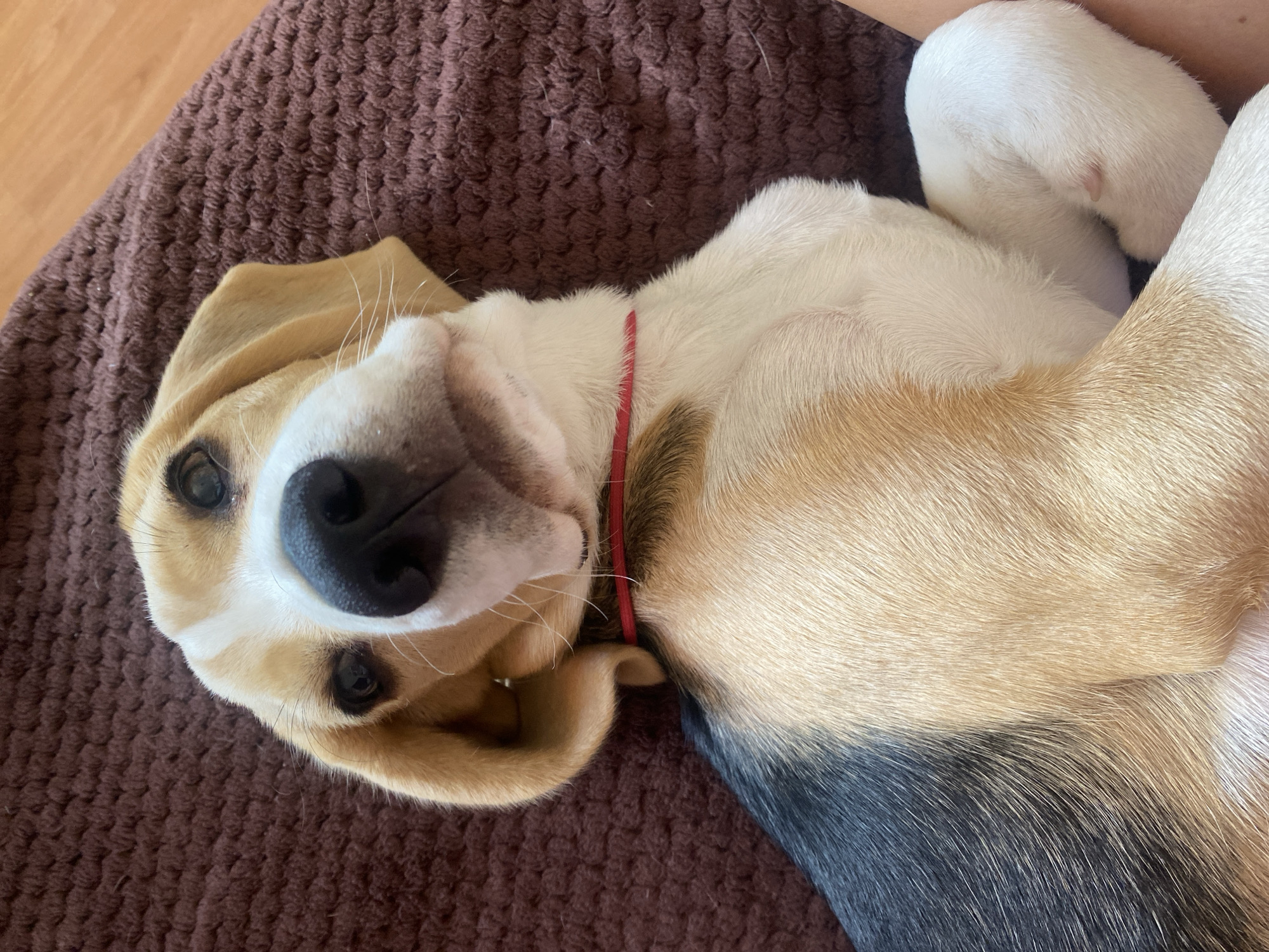 Rainy morning at home in Perm with a beagle puppy