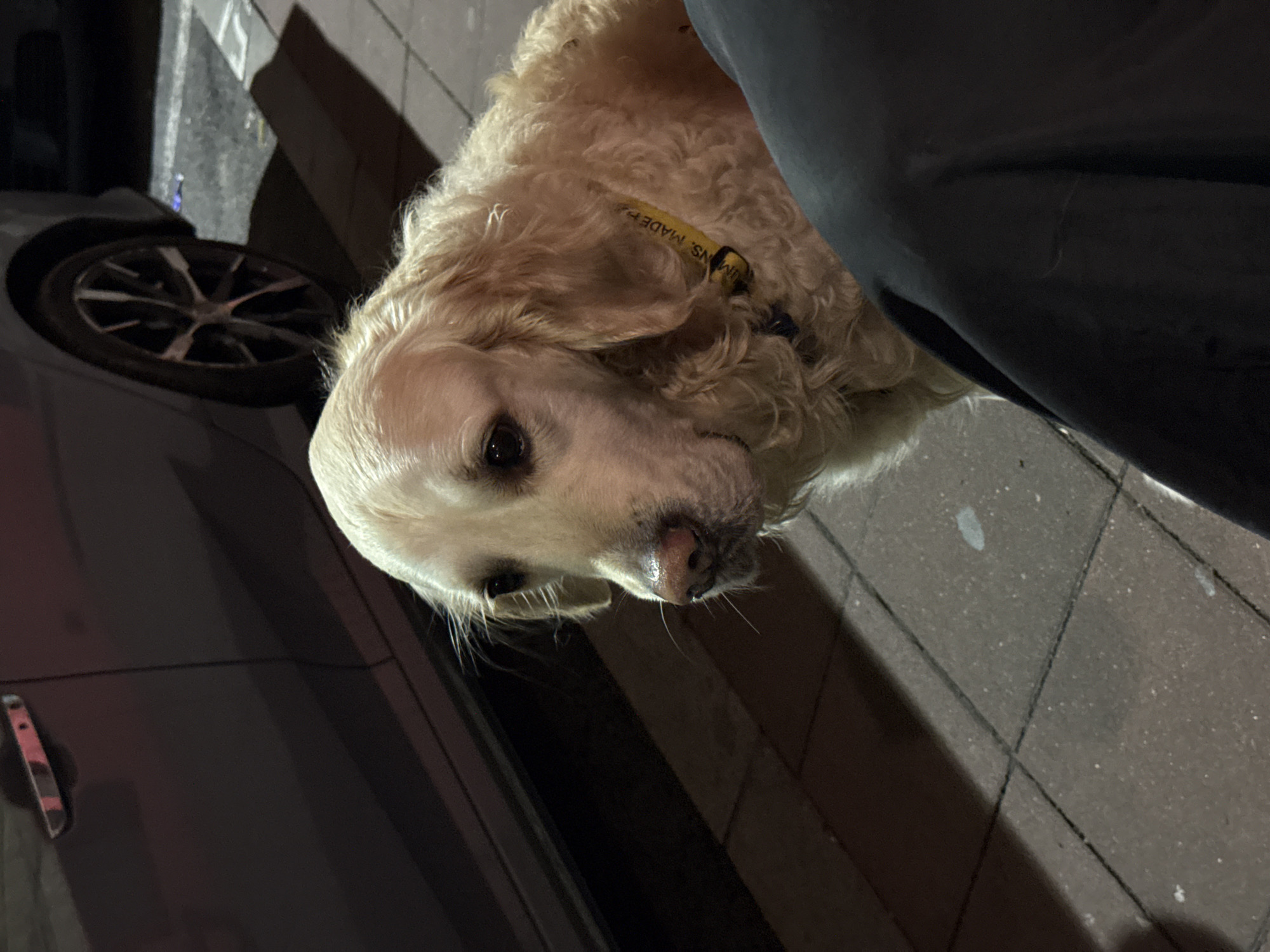 Evening dog-friendly cafe gathering observed in Belgrade streets