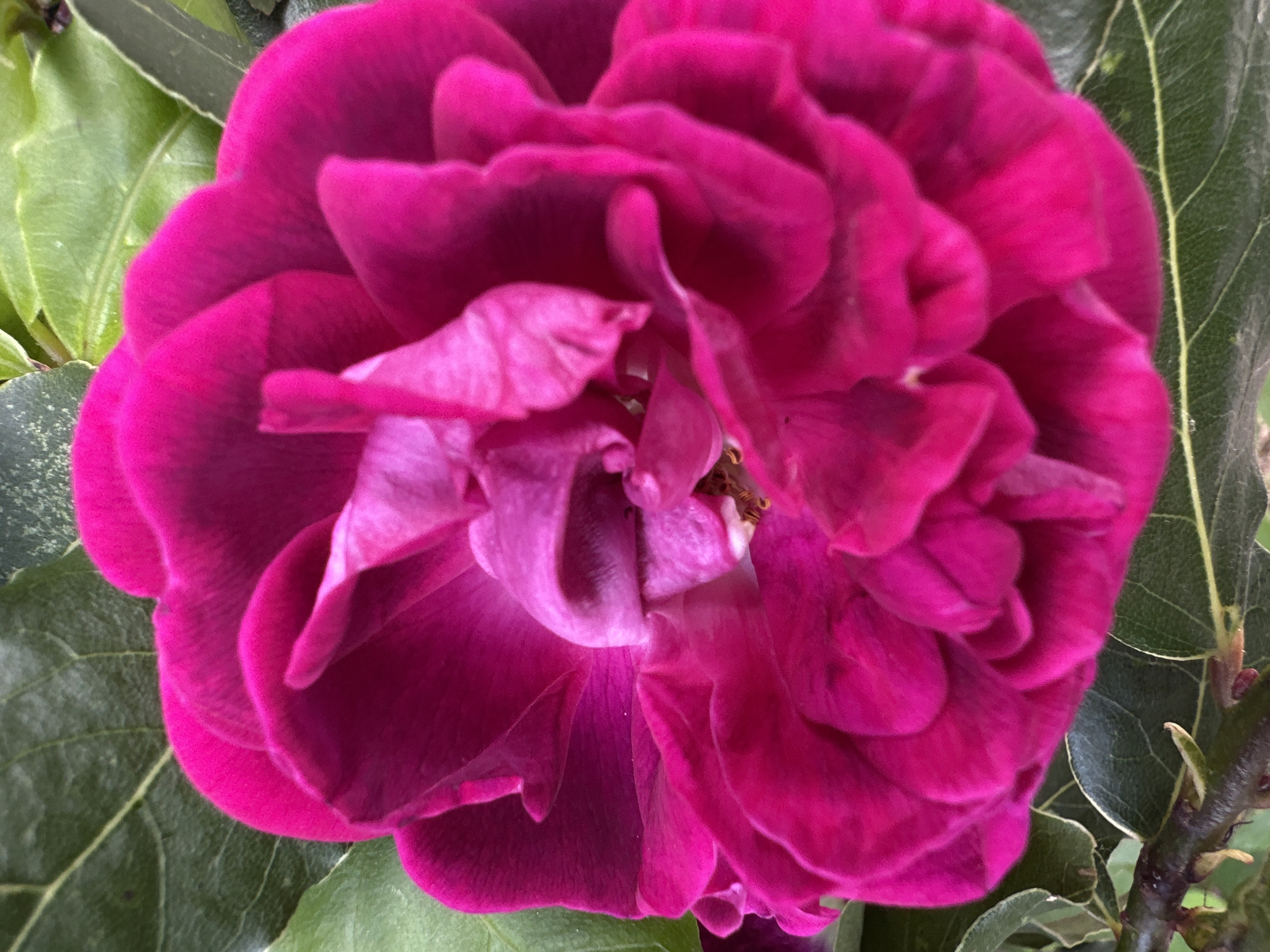 Garden roses photographed and touched in Sesto Campano