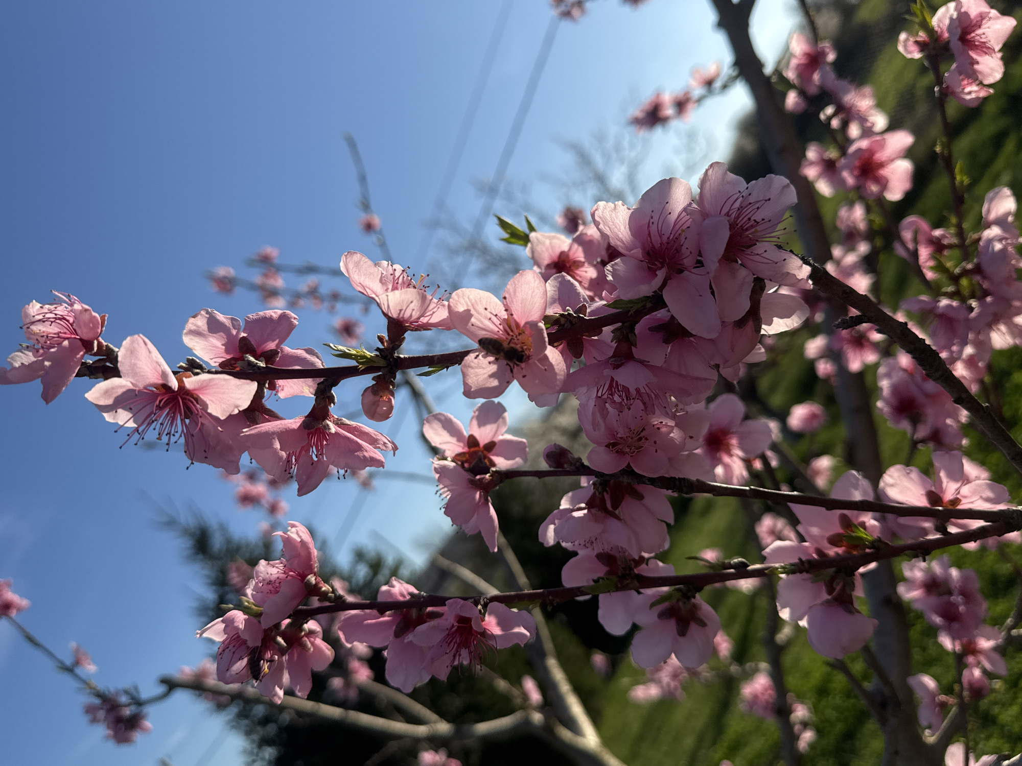 Spring magnolia blossoms observed in Baiachevo, Bulgaria
