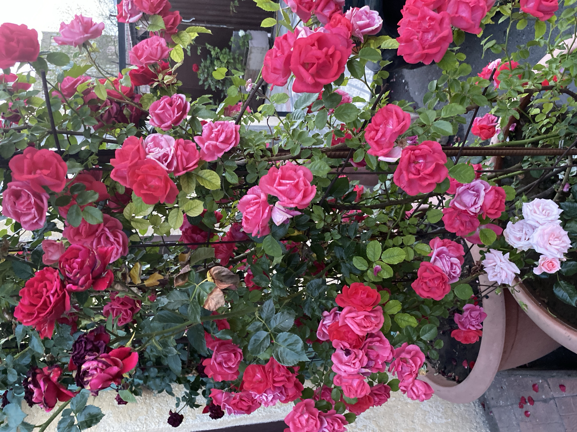 Relaxed afternoon among blooming roses in Yerevan