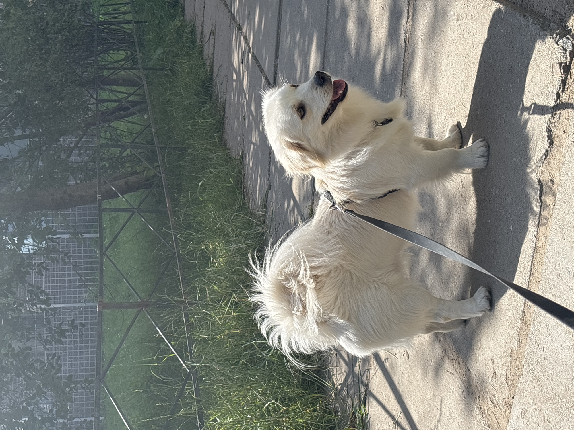Dog day out in a Saint Petersburg park, wildflowers included