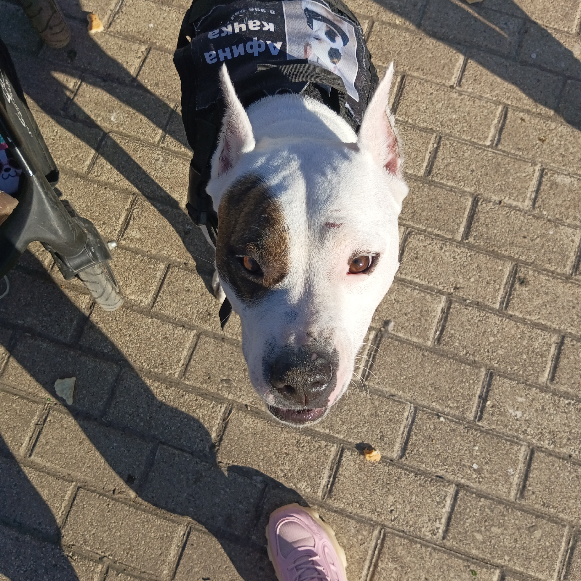 Person feeds pigeons, dogs gather in Chaikovsky square