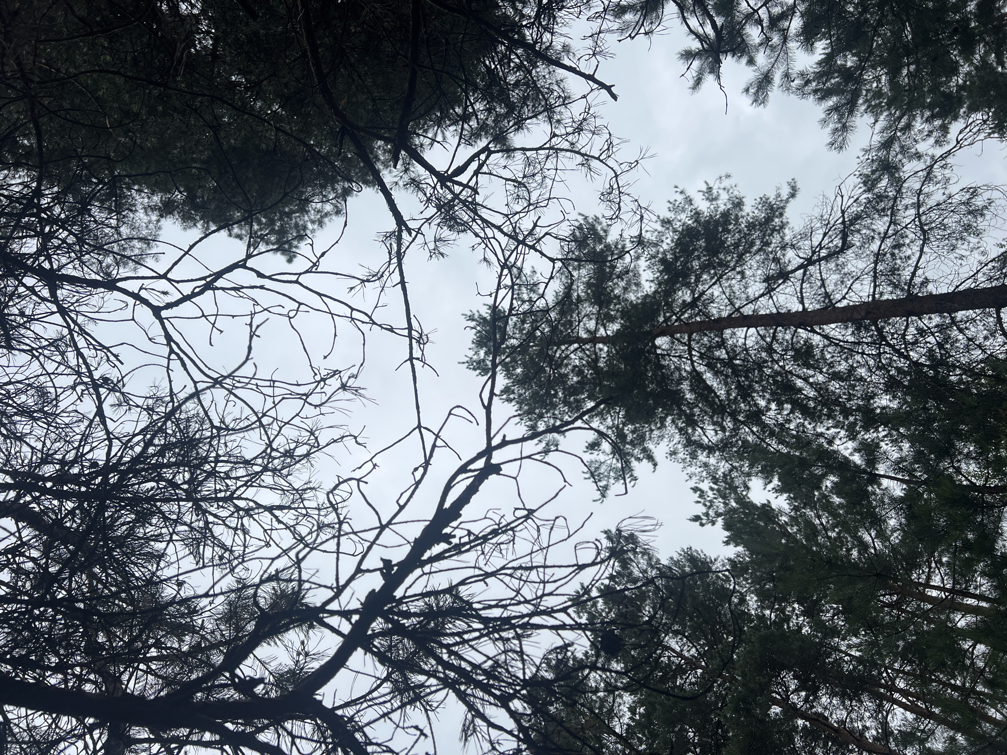 Slow forest walk with wildflowers, pine canopy, and a field coffee