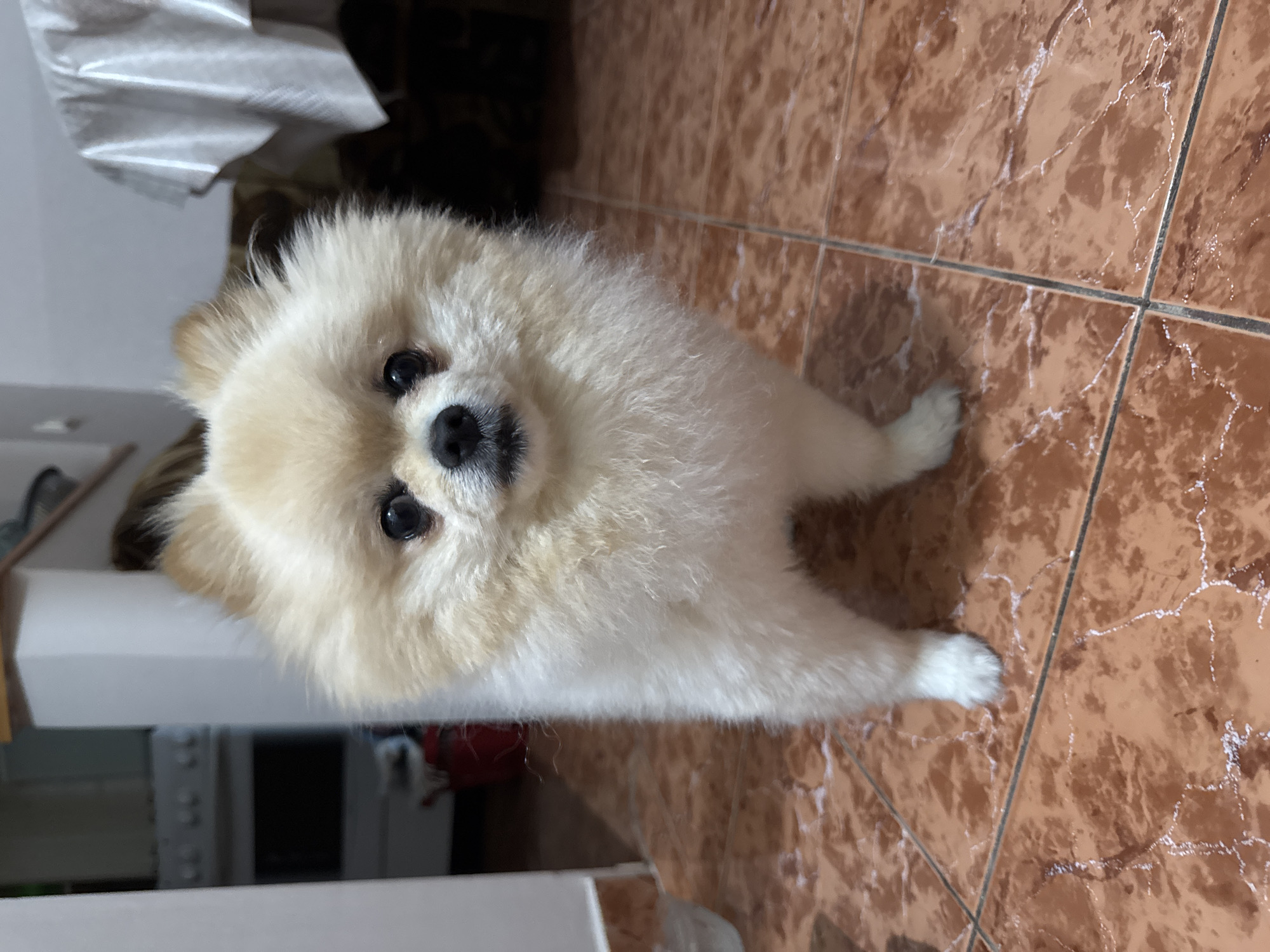 Pomeranian and its person hanging out in Varna