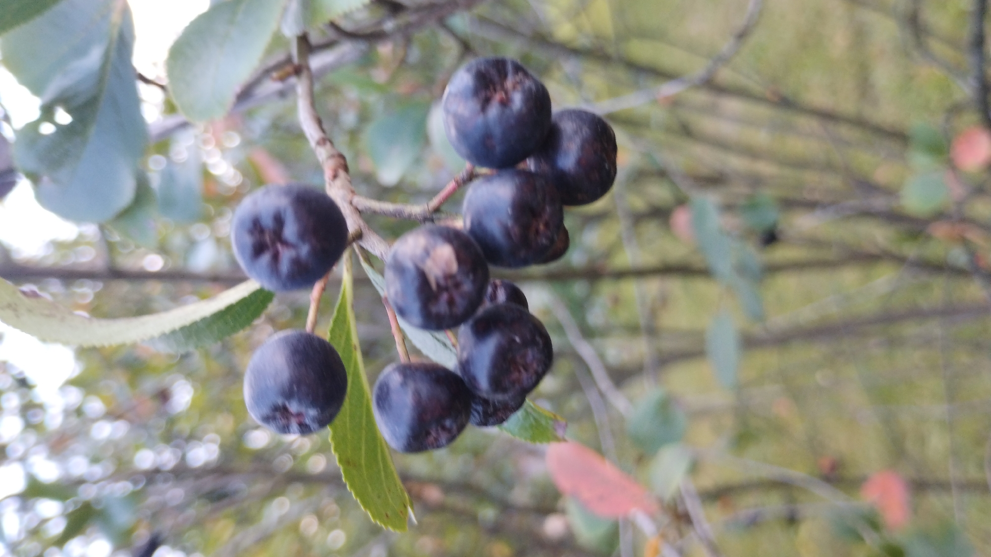 Walking a mountain valley: rivers, bridges, berries, and village life