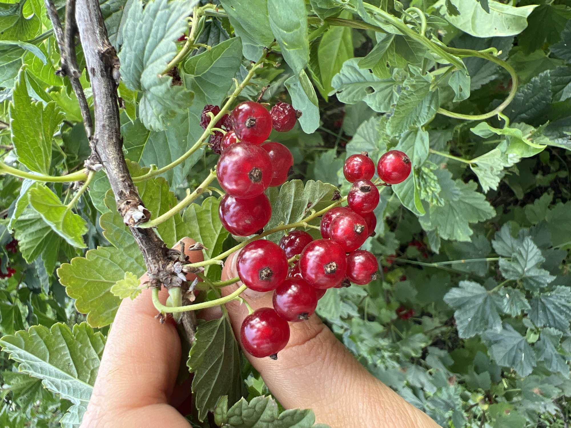 Harvesting red currants in a Pivkino garden