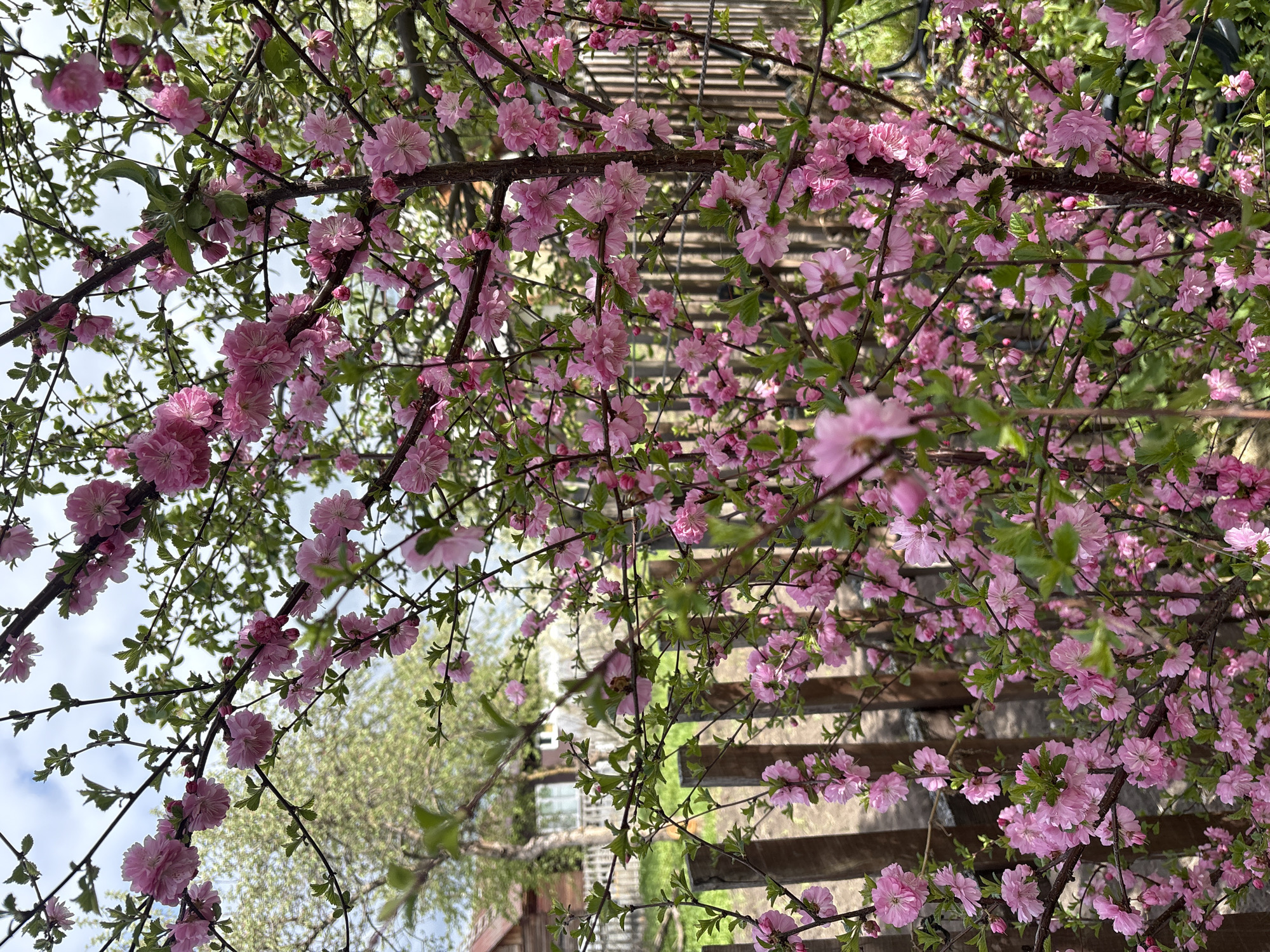 Wooden staircase framed by pink blooms in residential setting