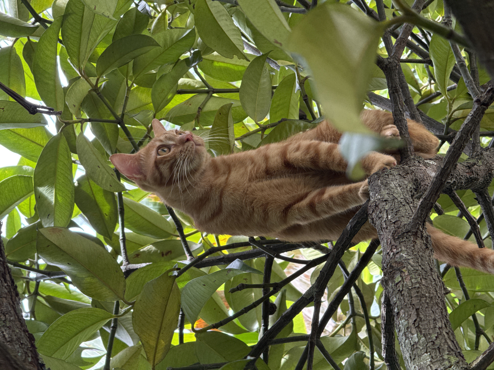 Cats in trees and on the ground, Ko Pha-ngan