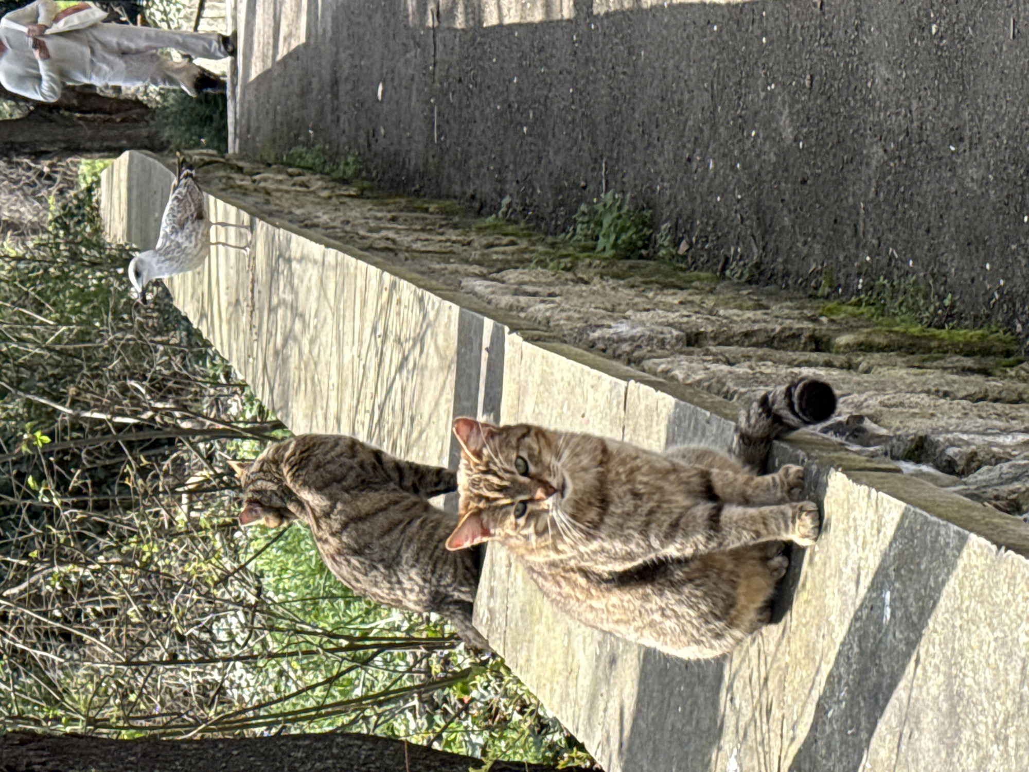 Two tabby cats observed on stone wall in Varna