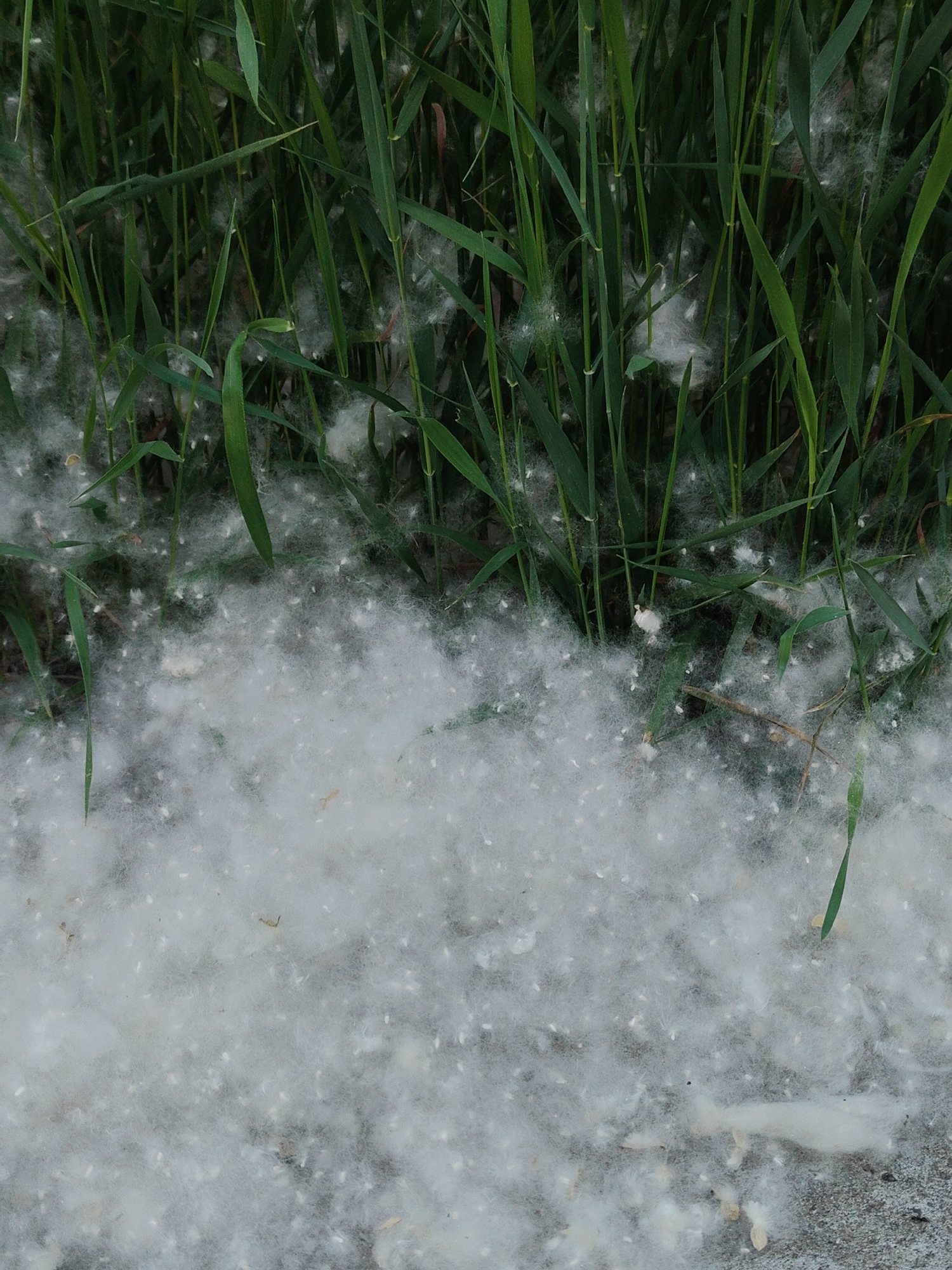 Spring blooms and seed dispersal documented in natural area