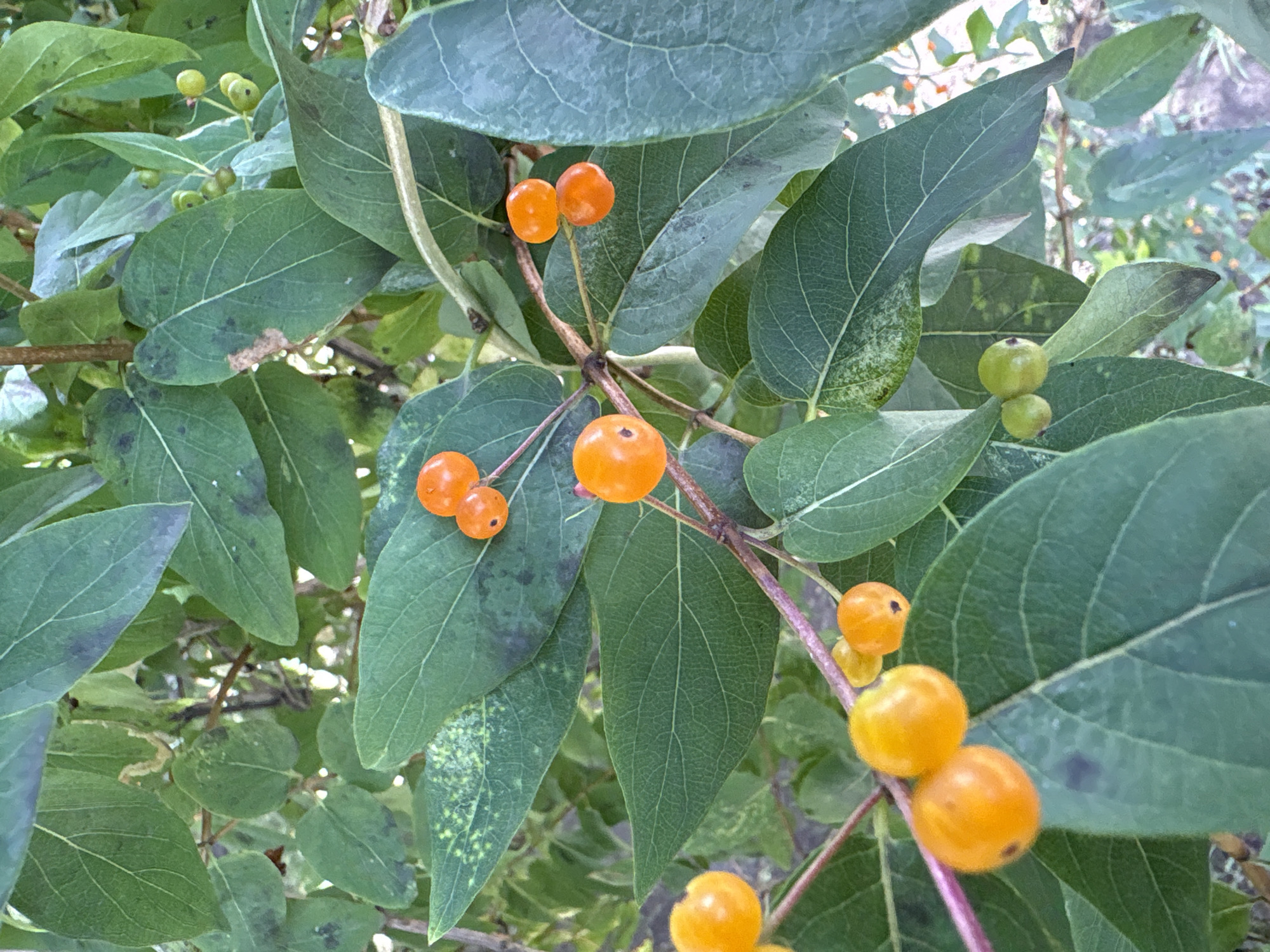 Diseased plants with fungal symptoms spotted in Vitebsk