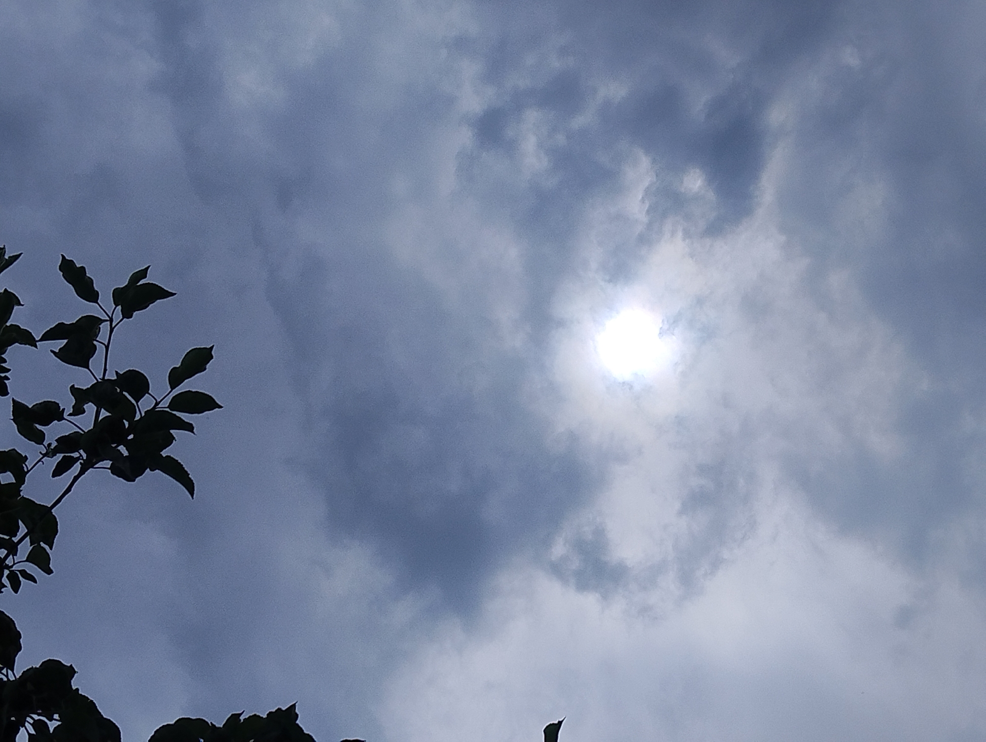 Witnesses document wet plants, fruit trees, cloudy skies