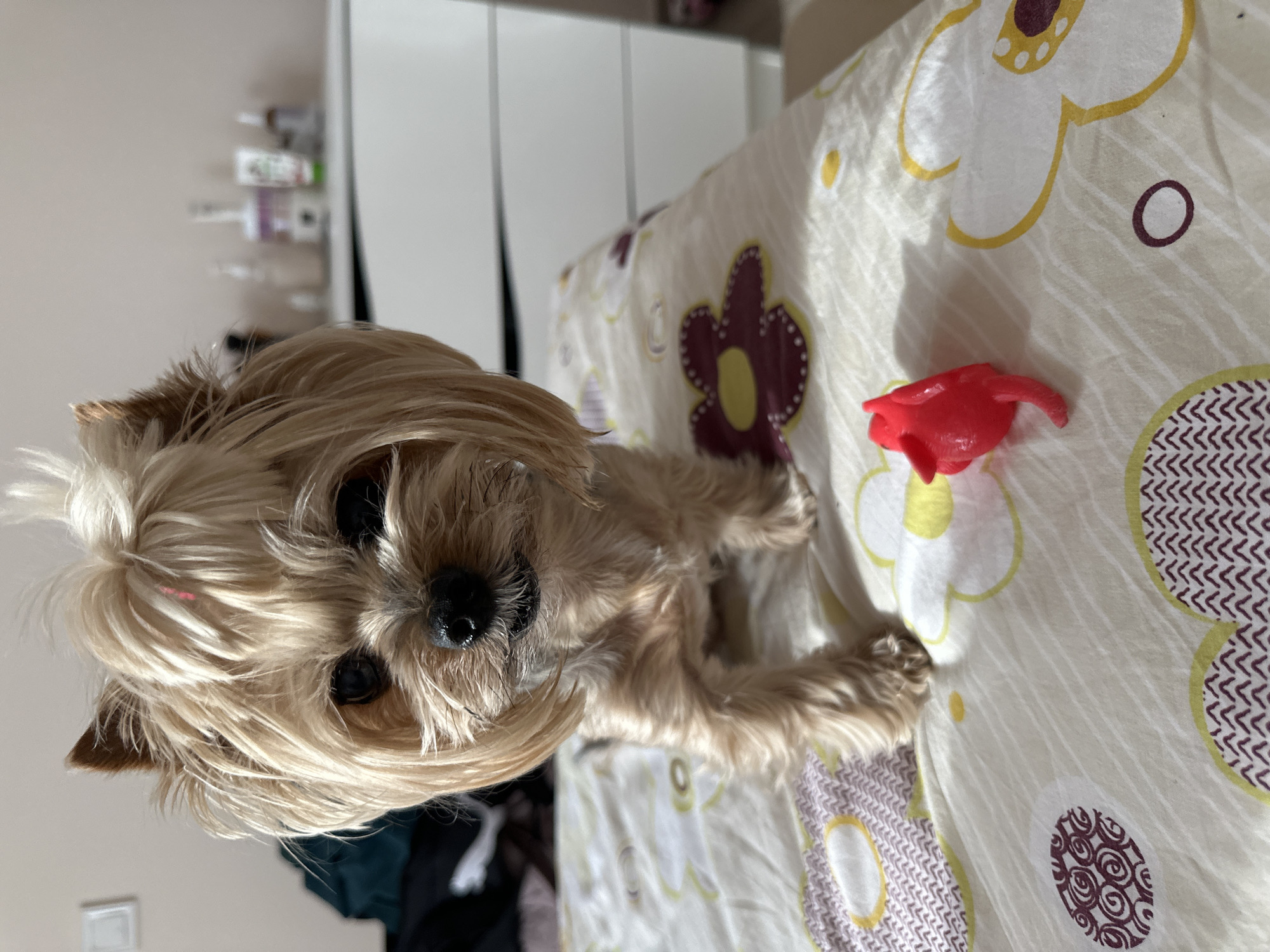 Yorkshire Terrier rests on bed in Sofia morning hours