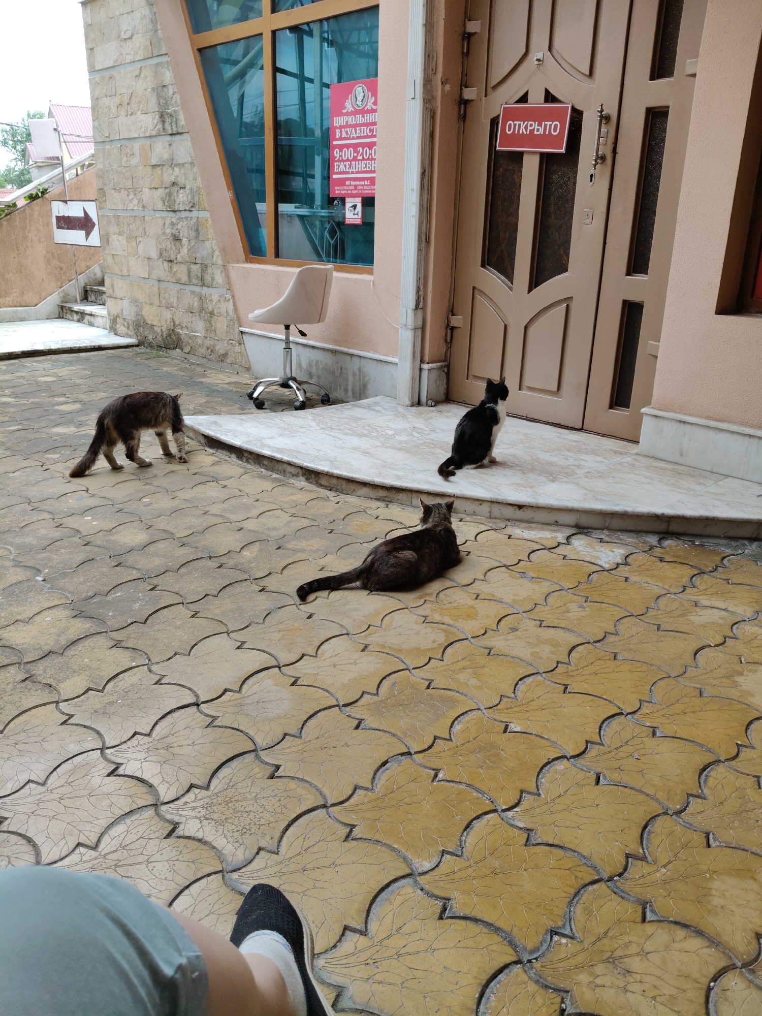 Cats lounging on a Sochi patio on a summer afternoon