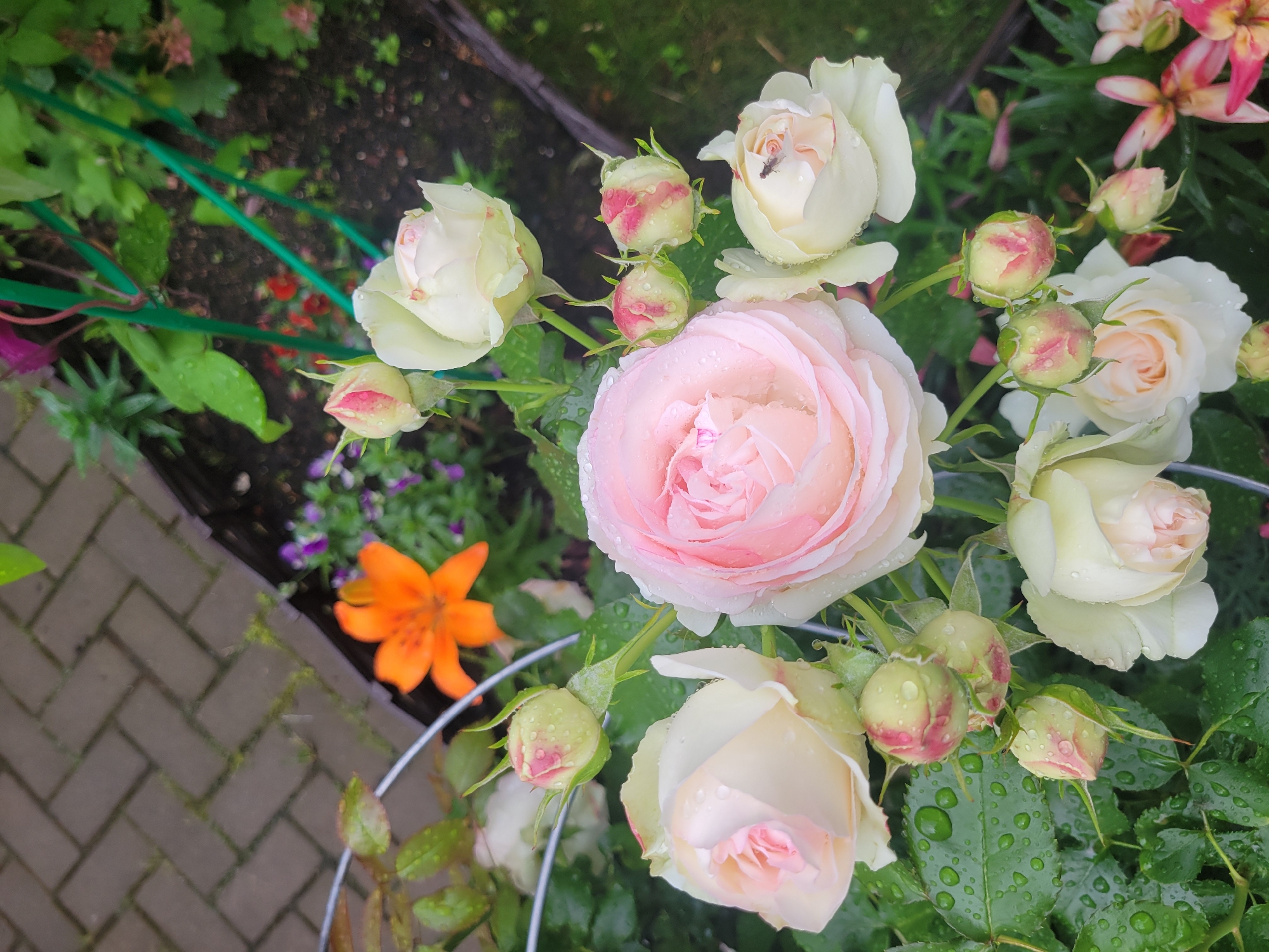 Rain-speckled flowers and a quiet garden in Pushkin
