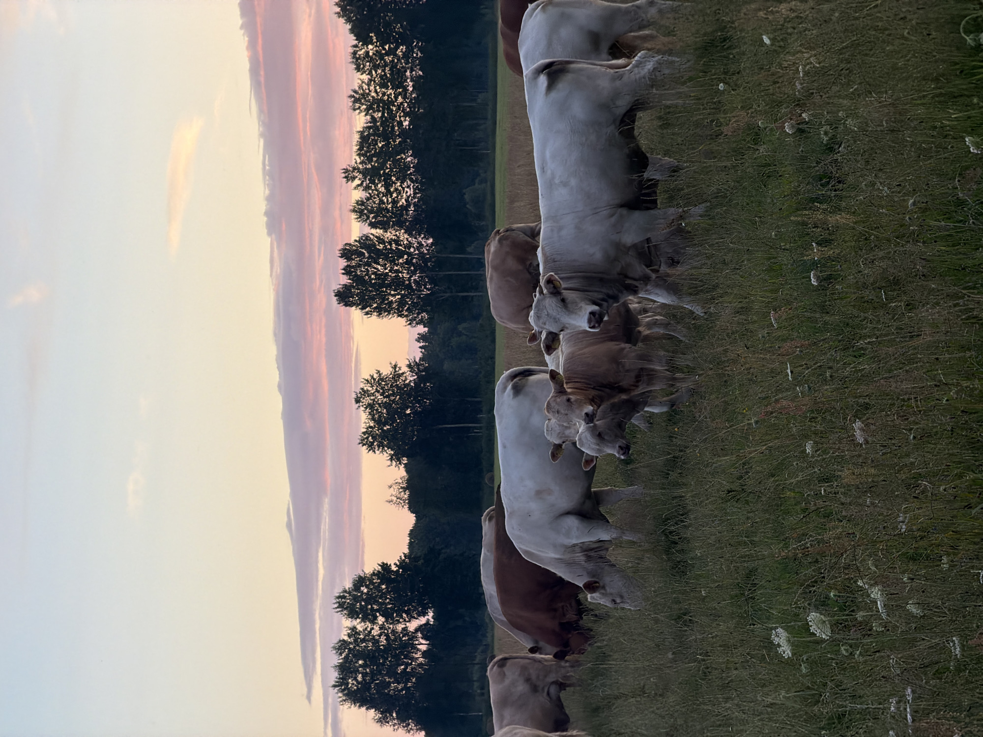 Cattle grazing and a still pond at dusk in rural Latvia
