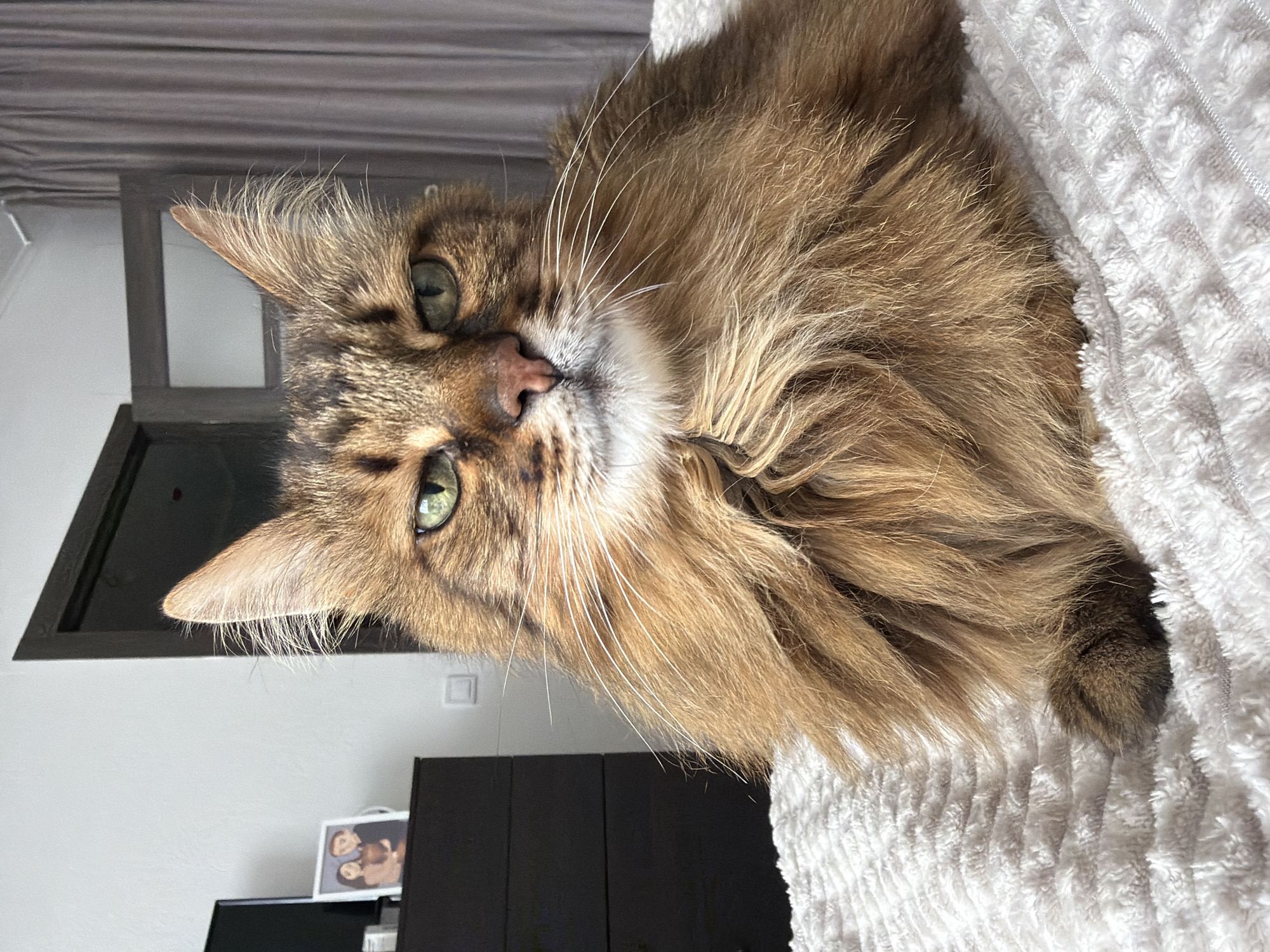 Chill apartment afternoon with a tabby cat and snacks