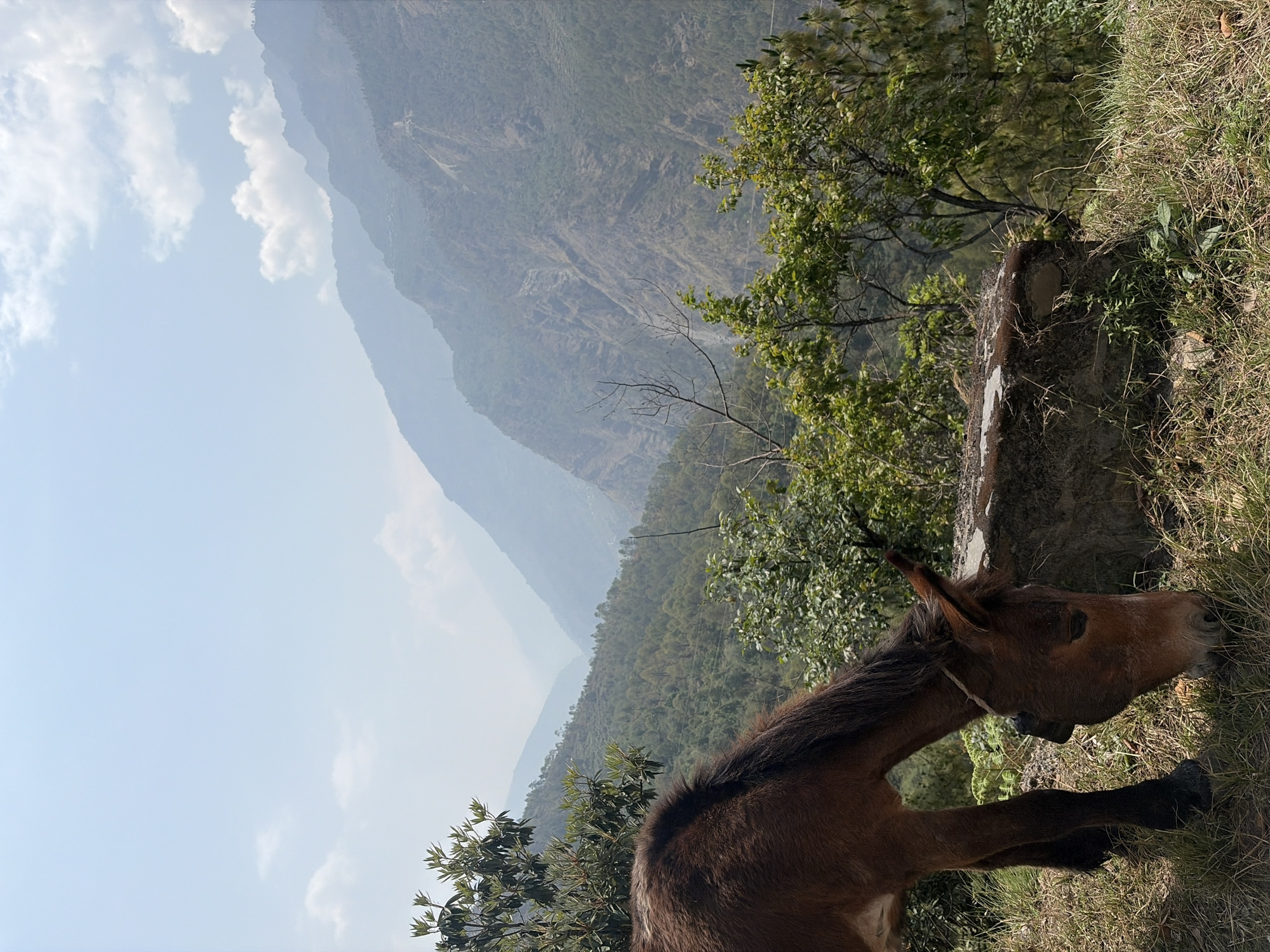 Horse grazes in mountainous landscape near Brabal, Nepal