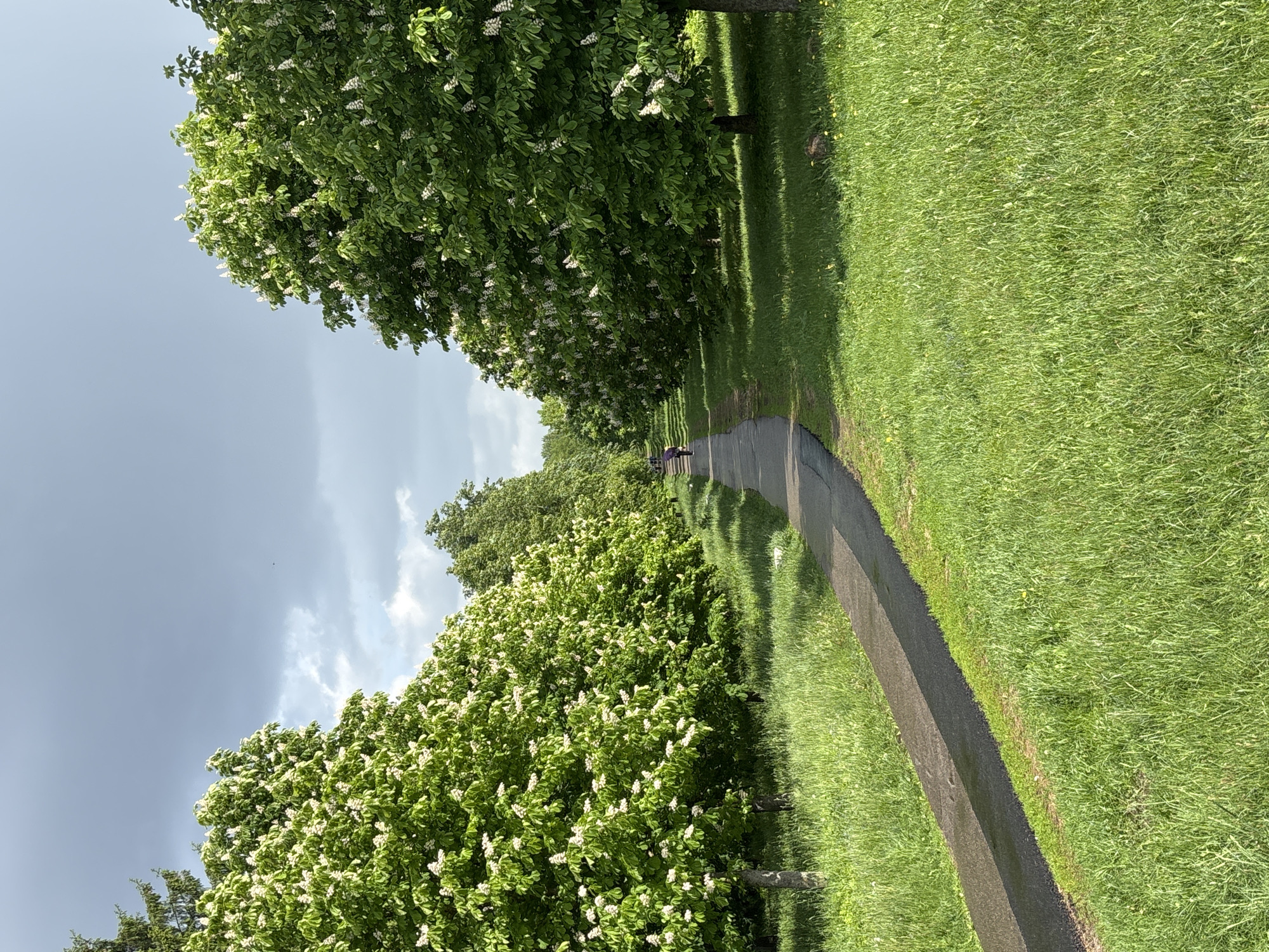 Person walks through blooming park in Minsk