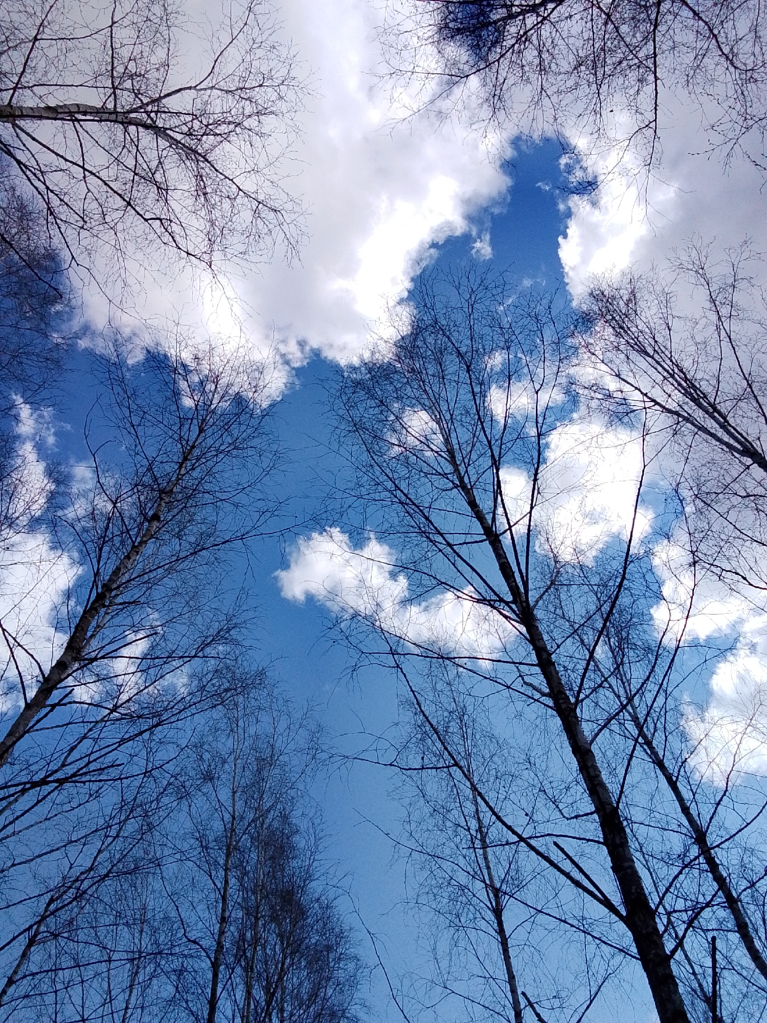 Spring birch forest scenes documented in Elets-Malaninskii, Russia