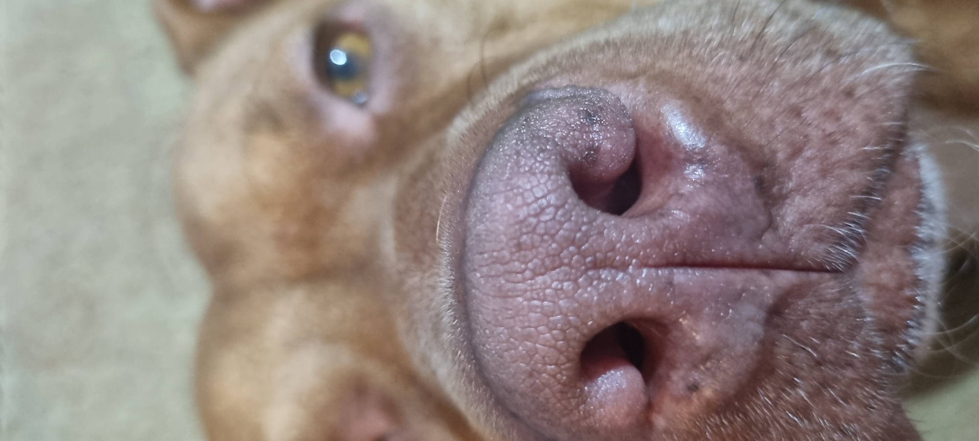 Dog rests on couch during evening hours