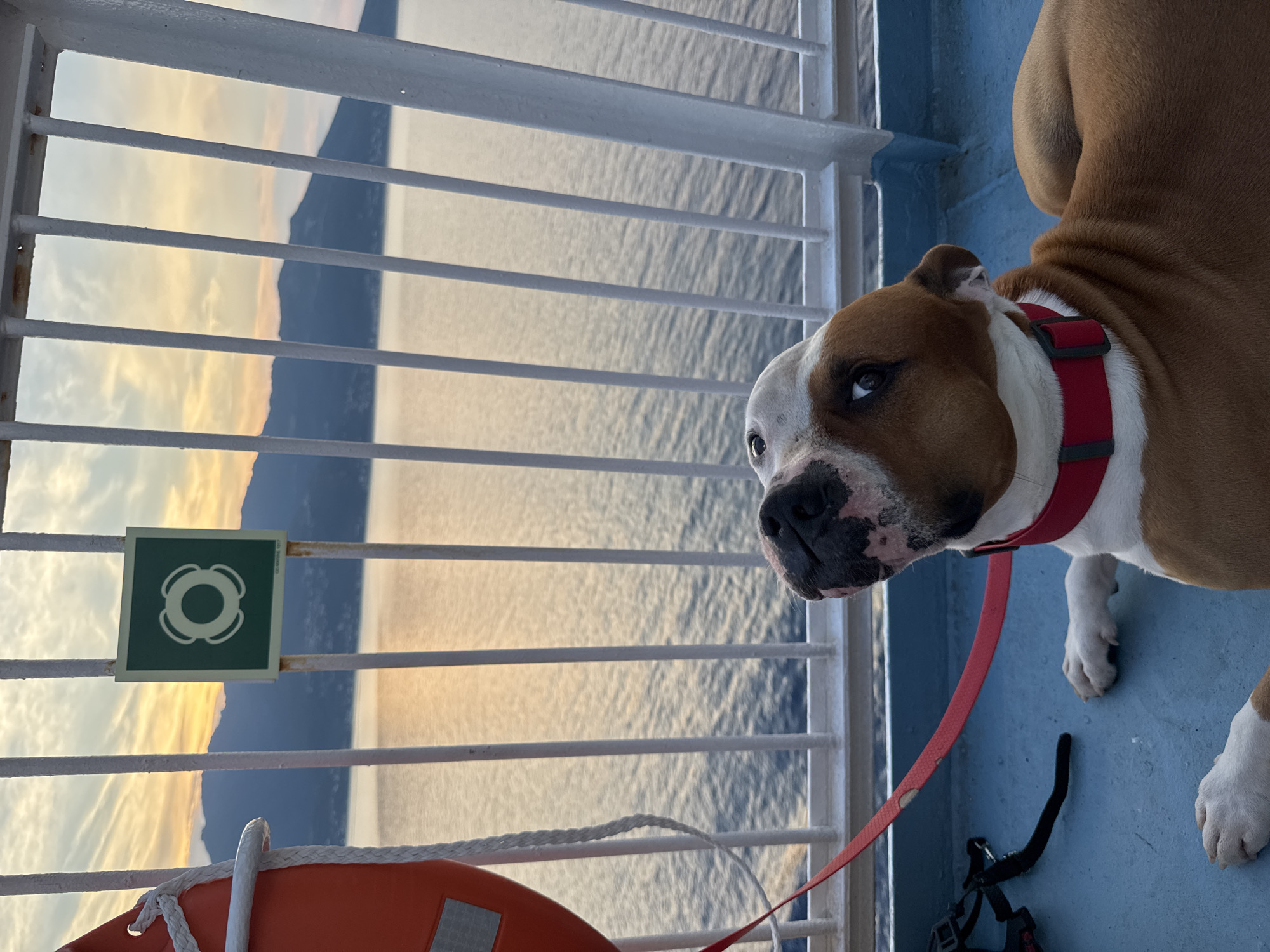 Dog chills on ferry deck off the Corsican coast