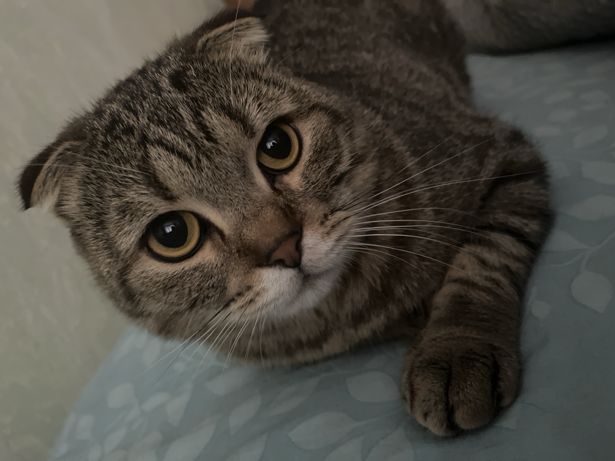 Scottish Fold cat and dewdrop flowers photographed in Russian home