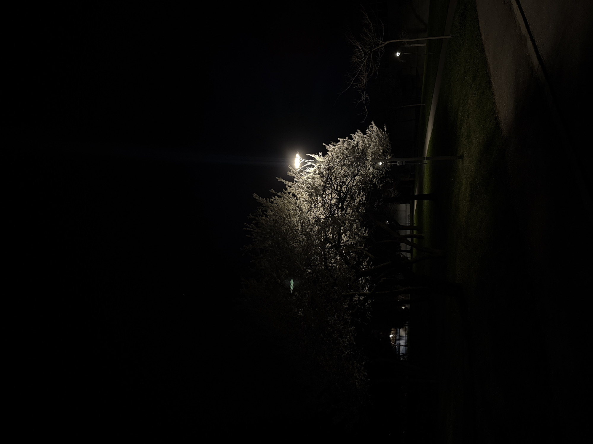 Spring blossoms illuminate Sofia park under streetlights