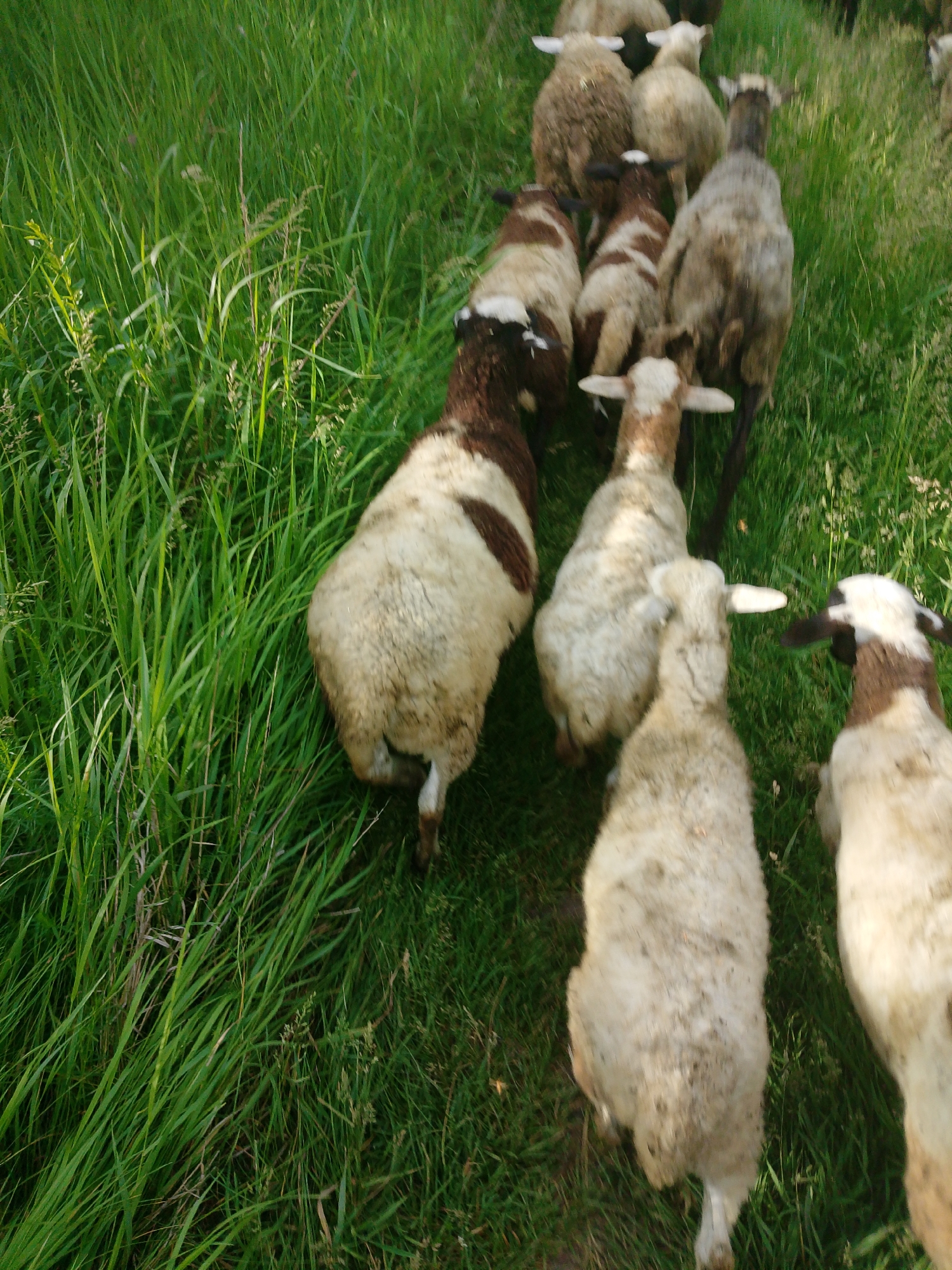 Sheep flock grazes through green pasture with herder present