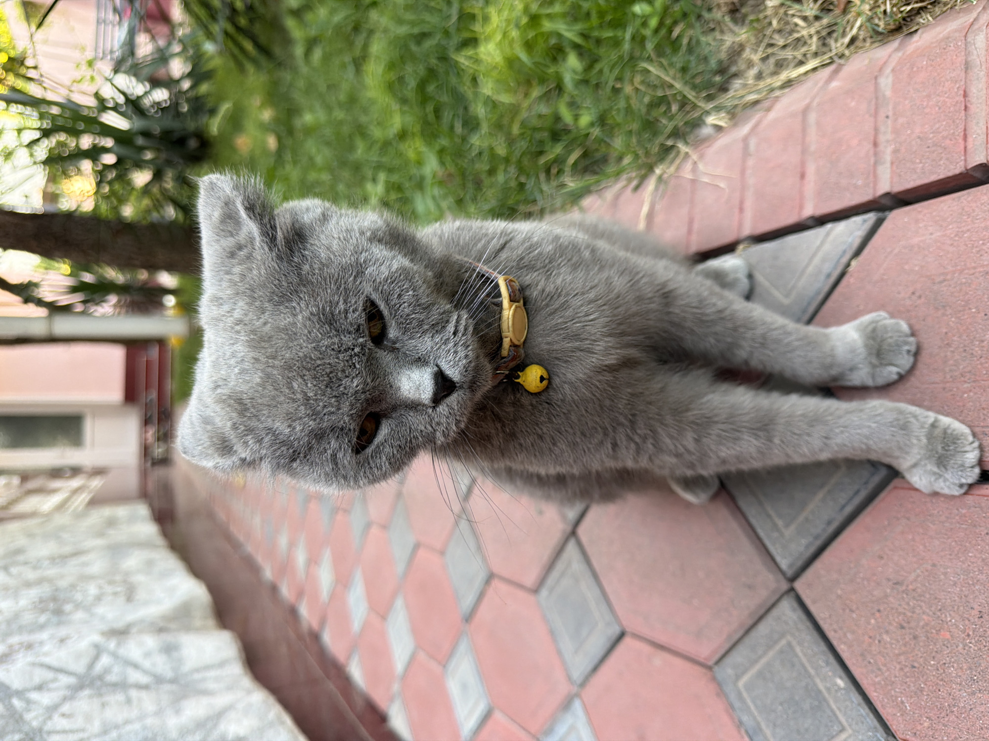 British Shorthair cat resting on a patterned tile walkway in Tashkent