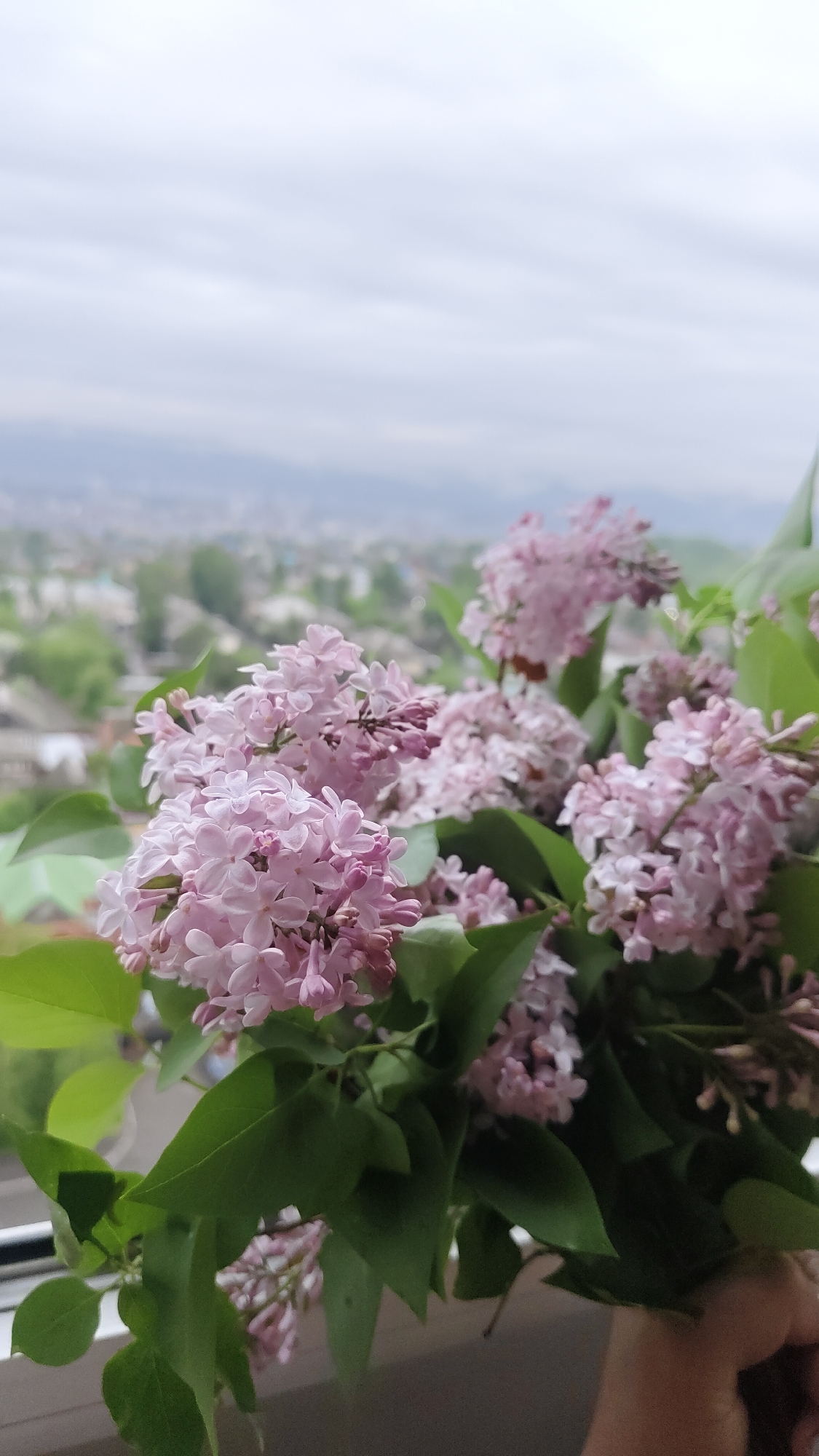 Woman poses with lilac bouquet in Krasnoyarsk home