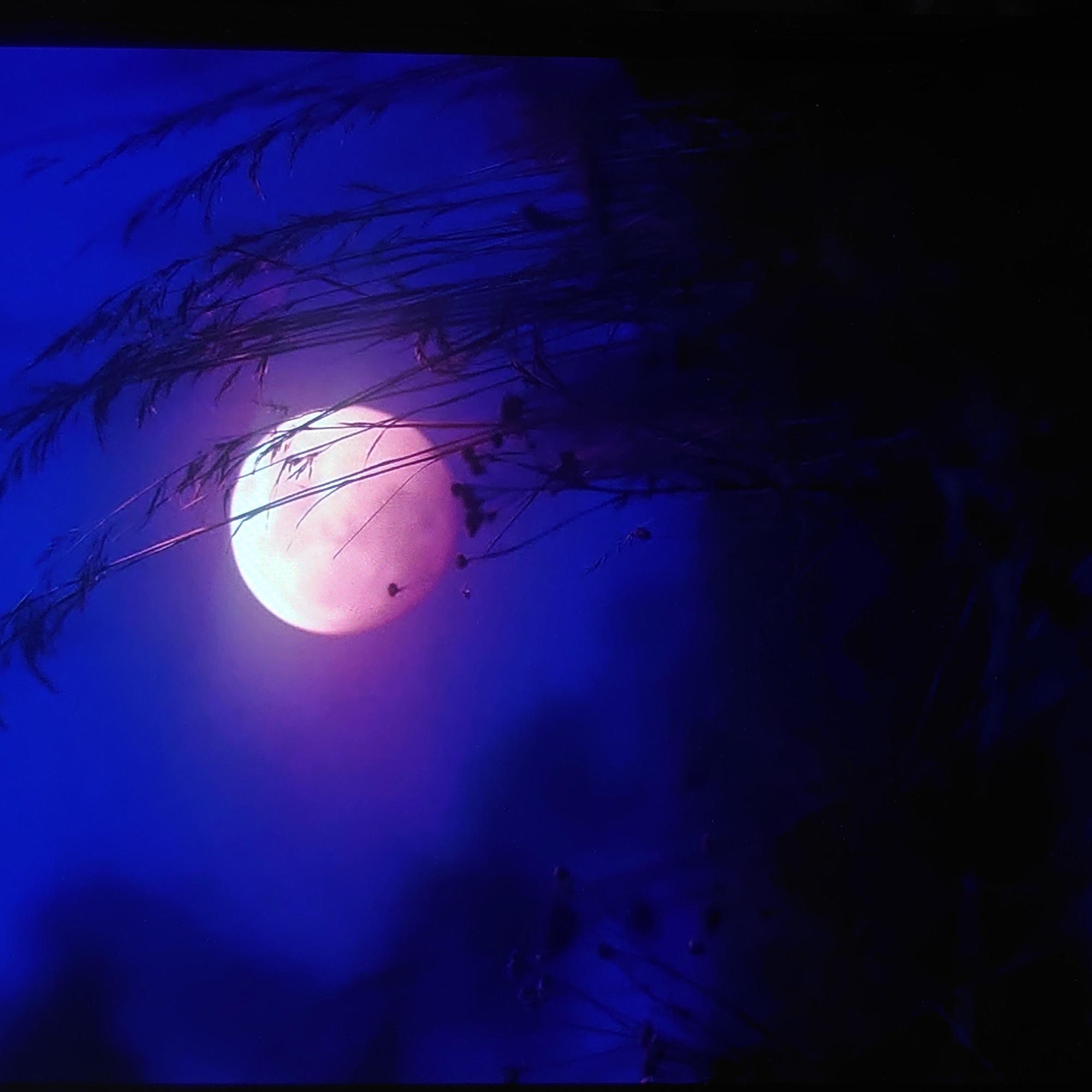 Full moon, two angles — grass and mountains at night