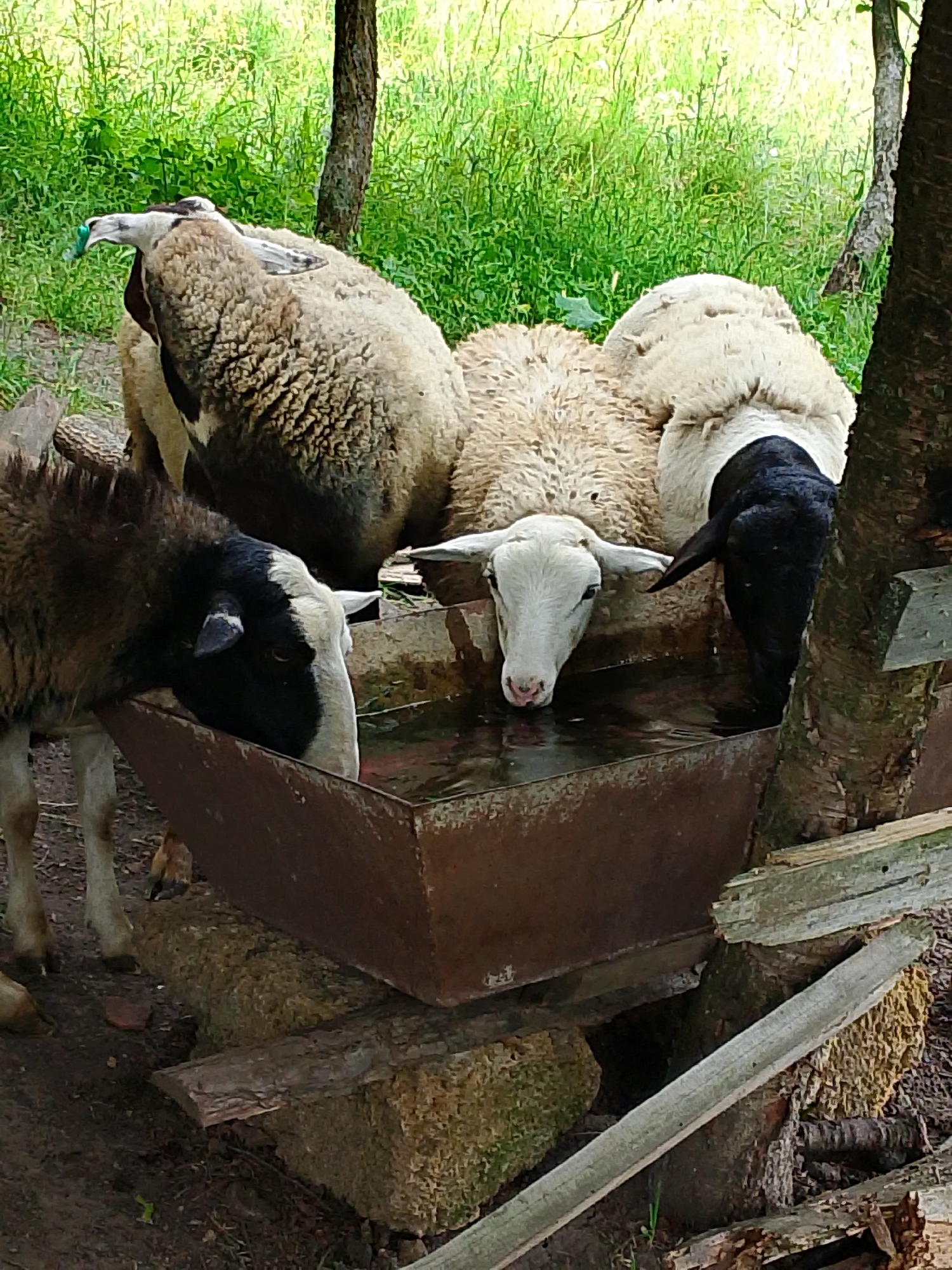 Sheep and goats graze across a hilly pasture
