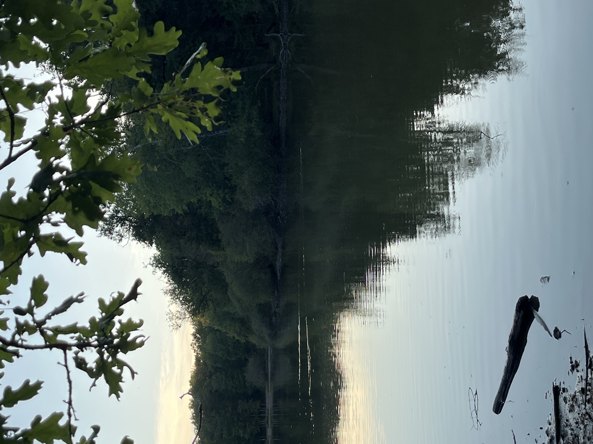 Dusk at a woodland lake in Sonchamp, with a log shelter nearby
