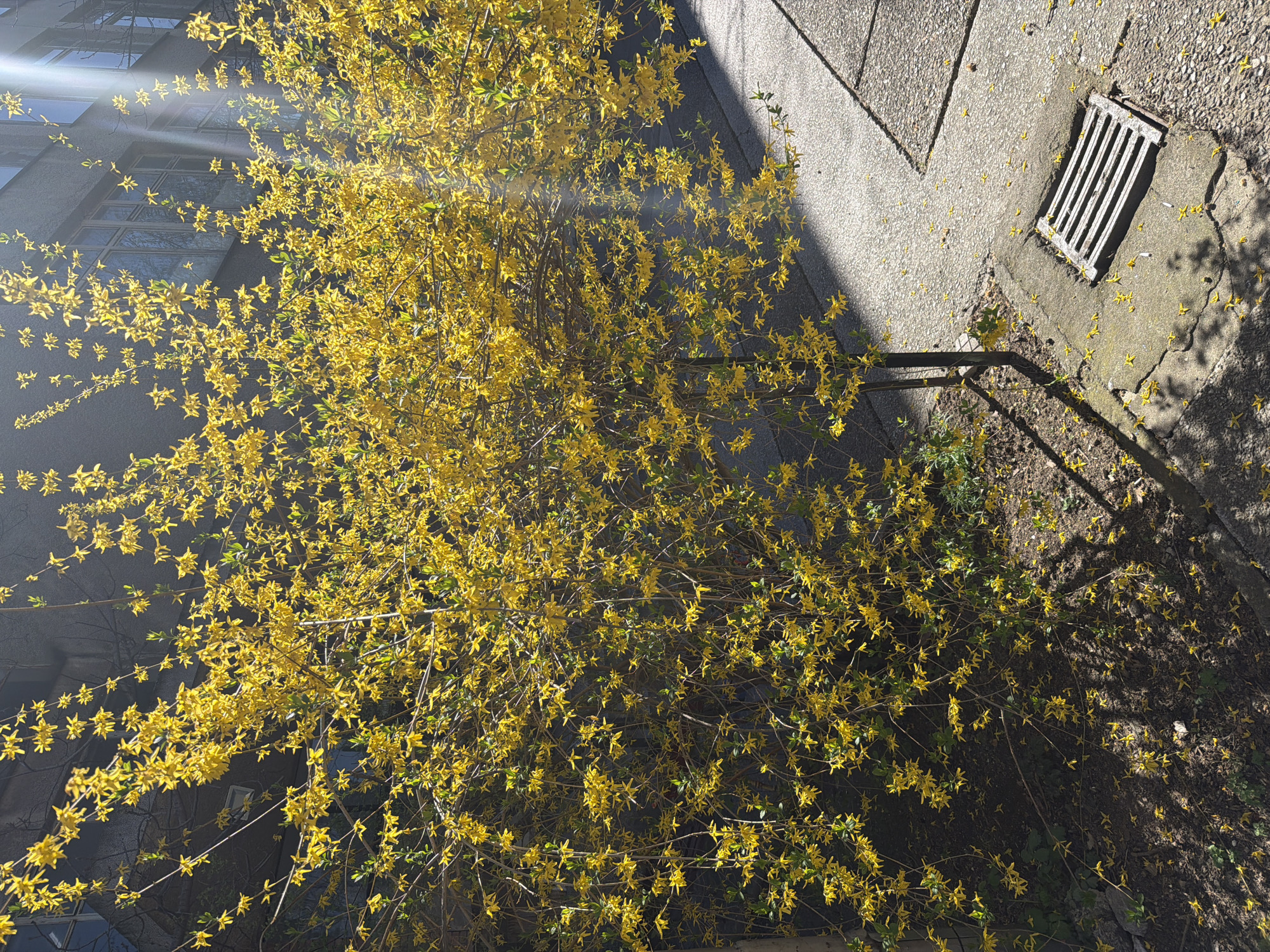 Spring forsythia blooms observed near concrete building in Pazardzhik