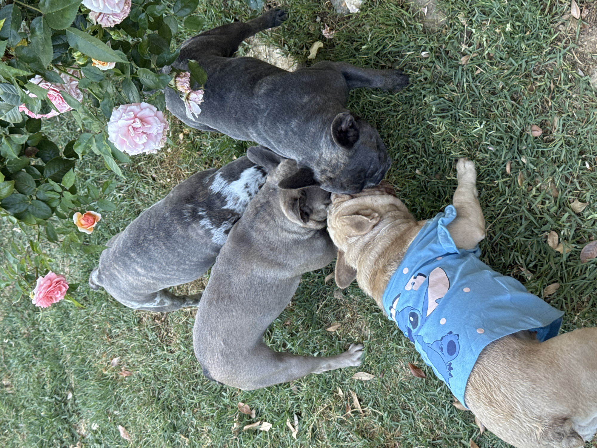 Four French Bulldogs play and lounge in an Italian backyard