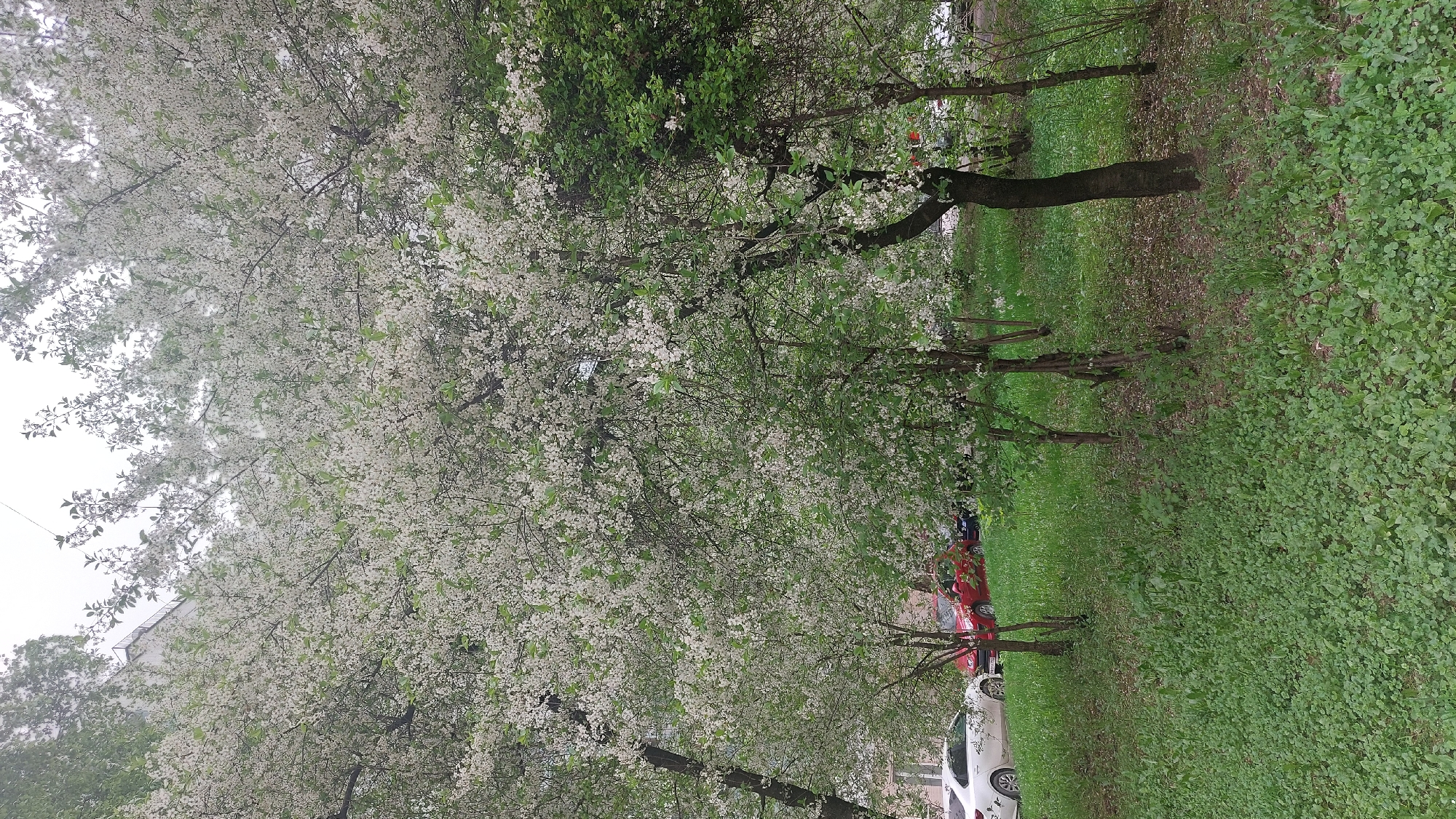 Spring blooms and park scenes documented across Moscow