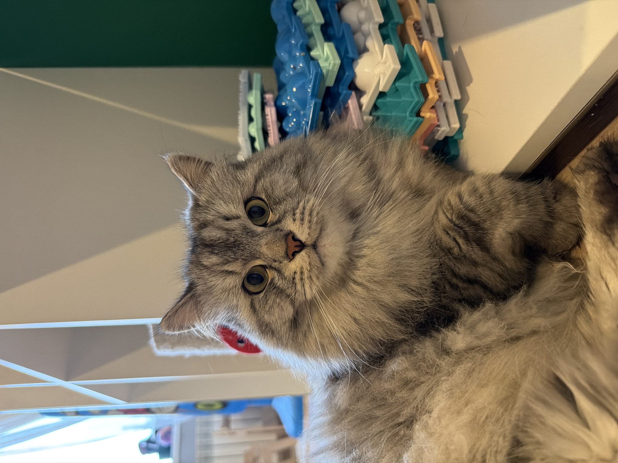Lazy afternoon at home: cats, sunsets, and everyday snapshots