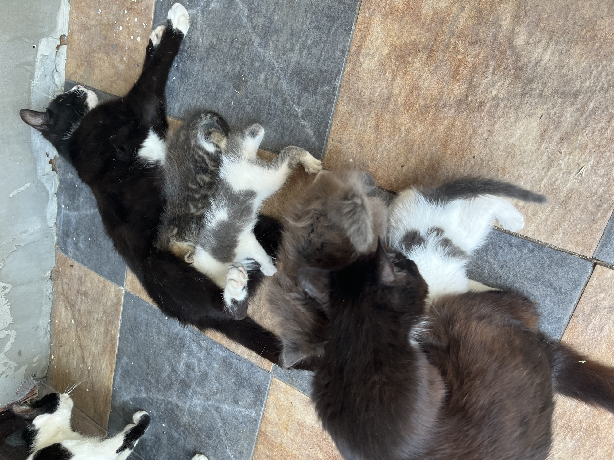 Cats, kittens, and backyard life in Bohunove on a summer afternoon