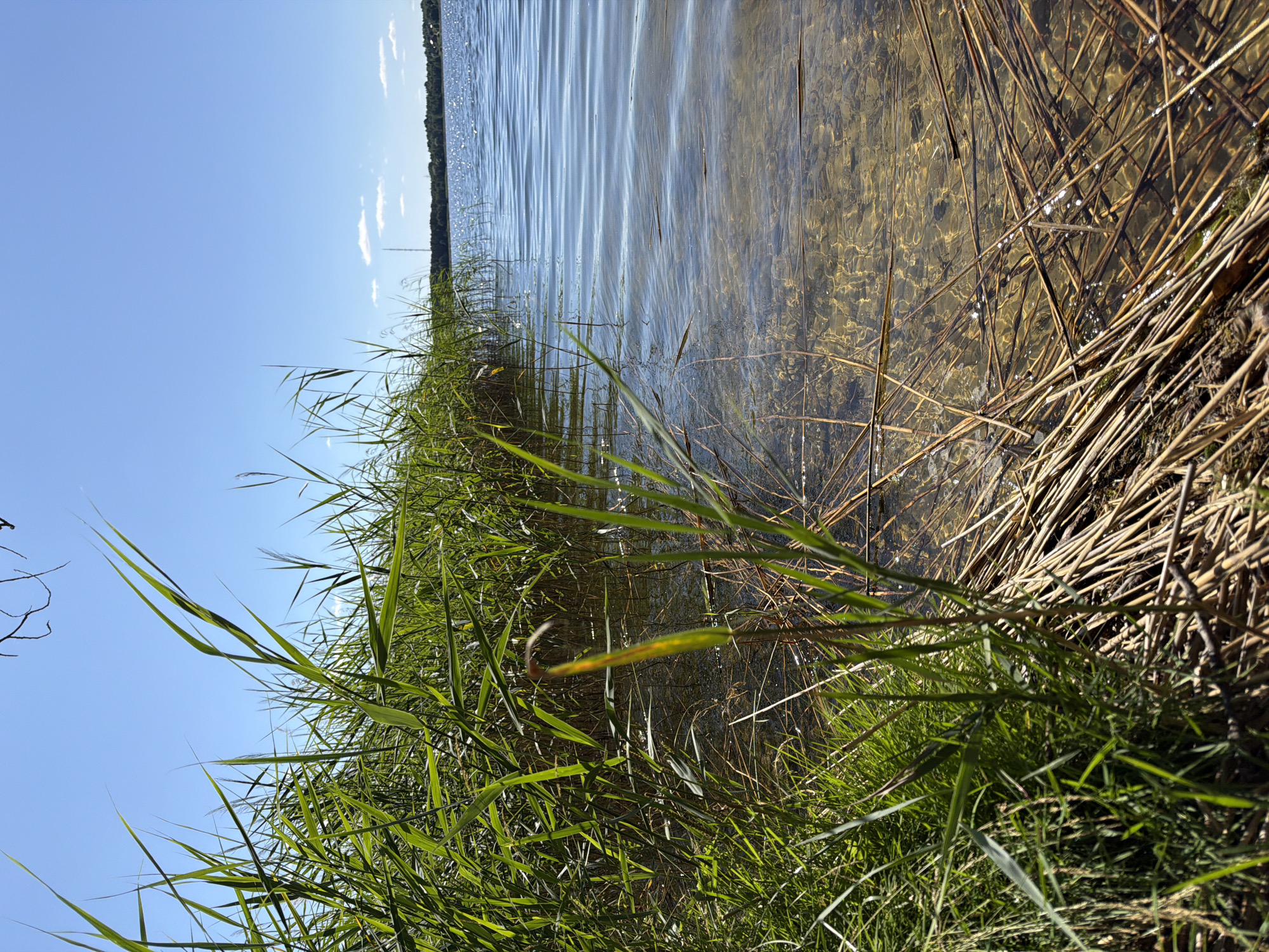 Sunny lake with reeds, lily pads, and a winding boardwalk