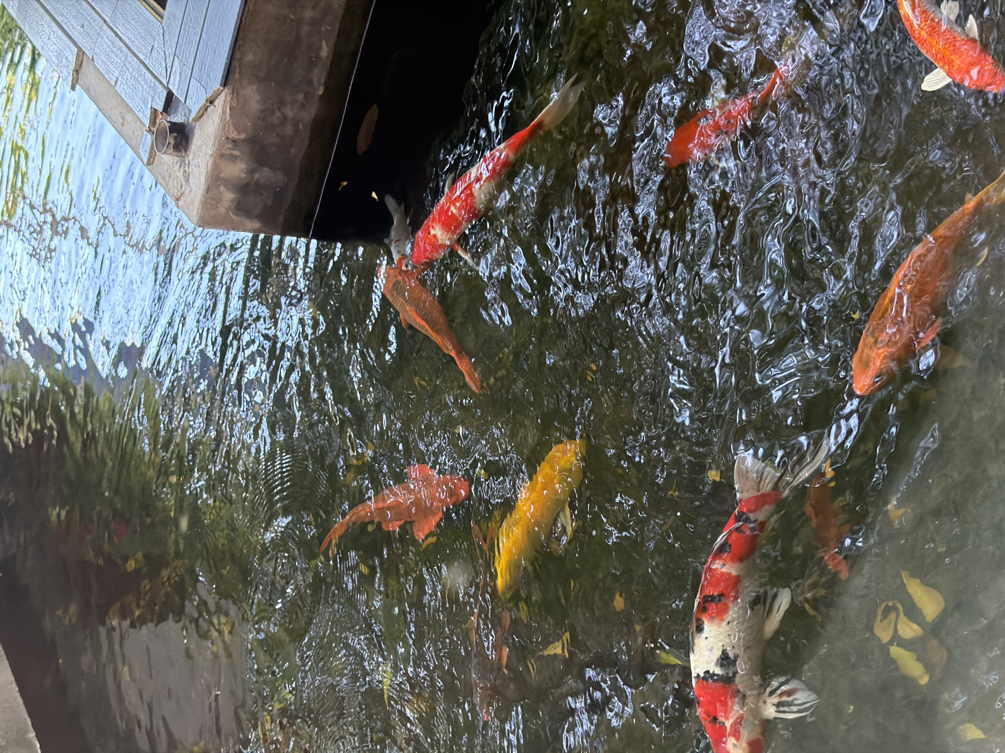 Morning visit to XLIII Coffee in Da Nang captures pond, interior
