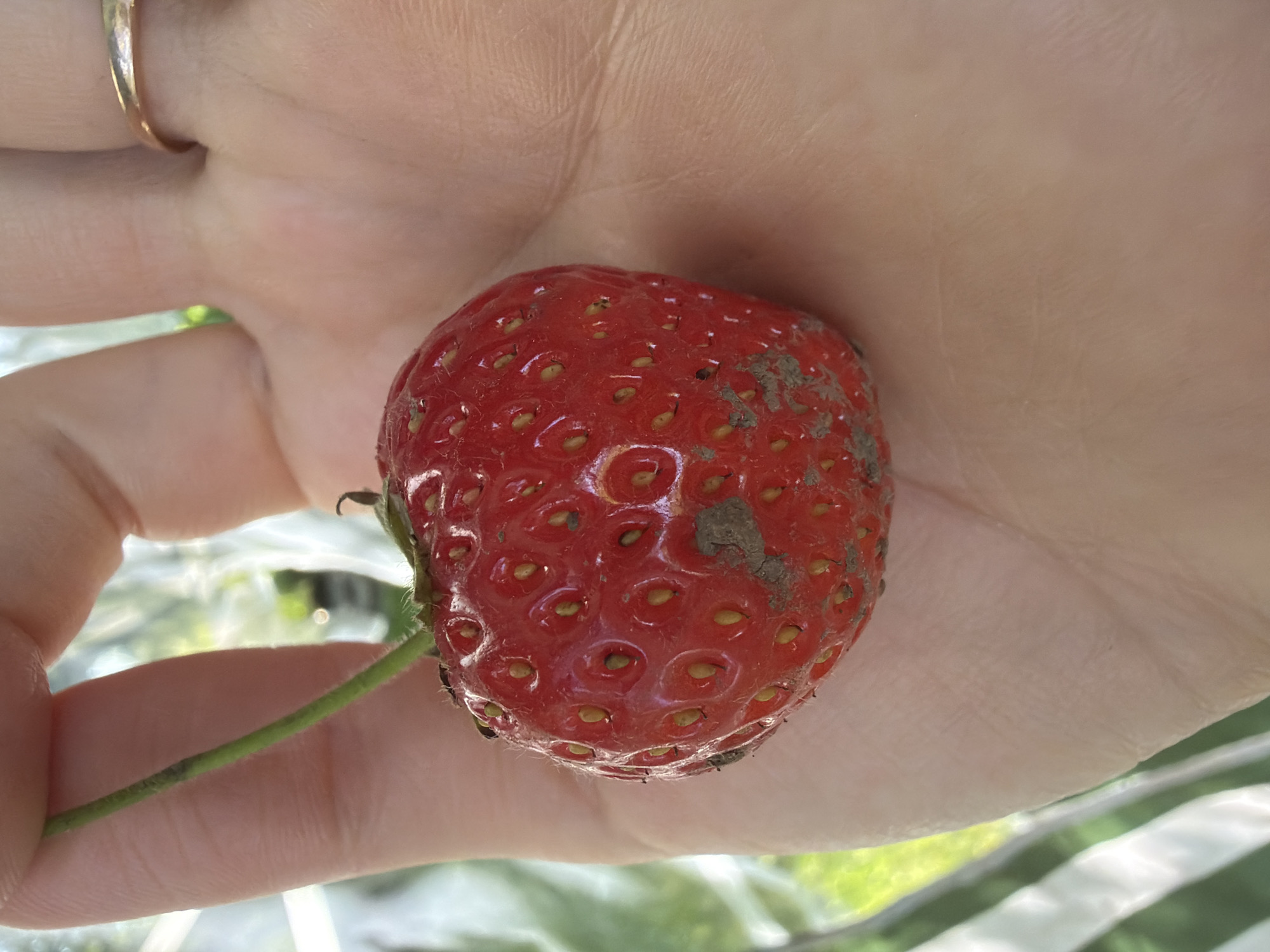 Morning garden walk: flowers, berries, and fruit up close