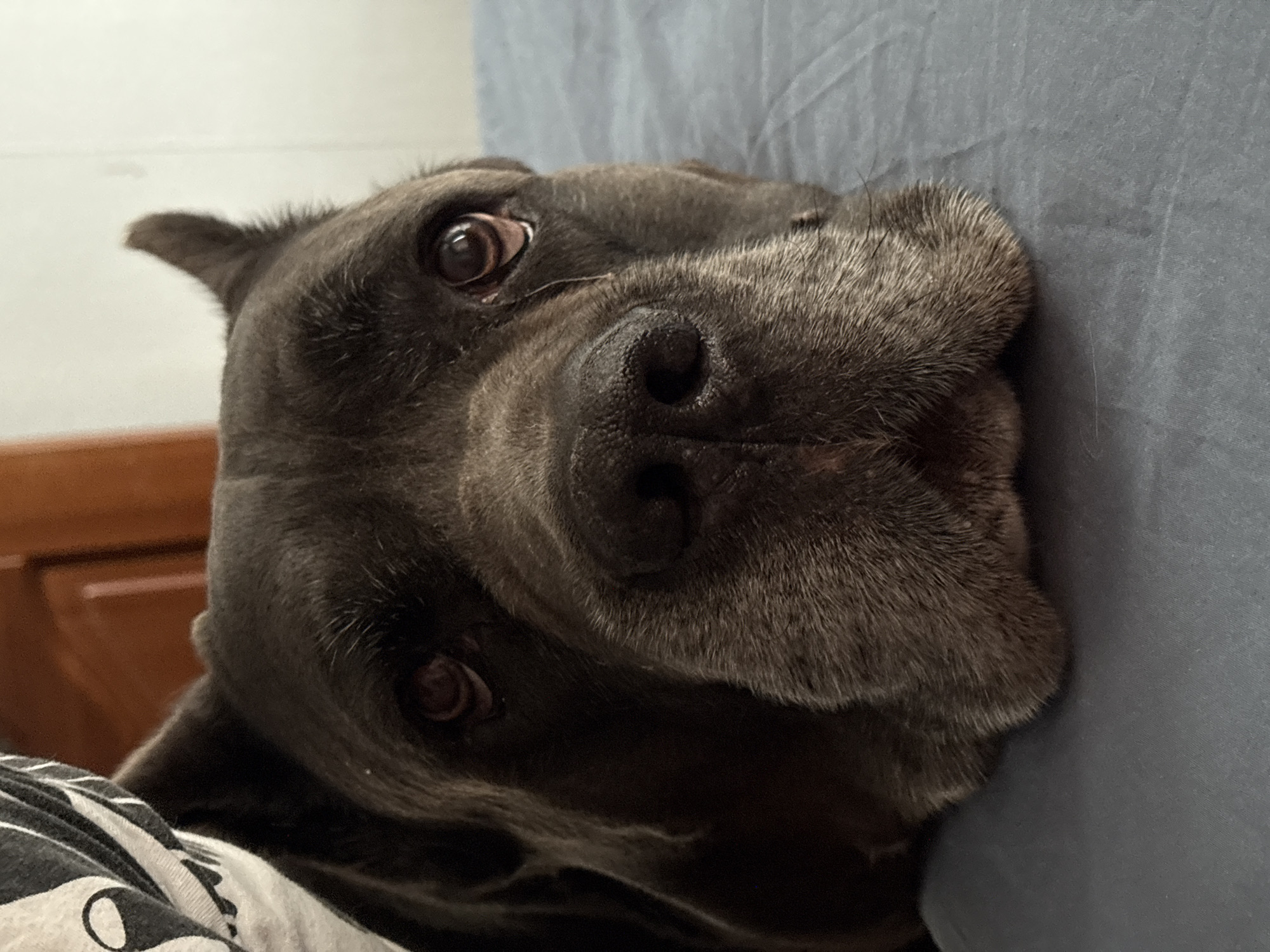 Gray Cane Corso dog rests on bed in Krasnoyarsk