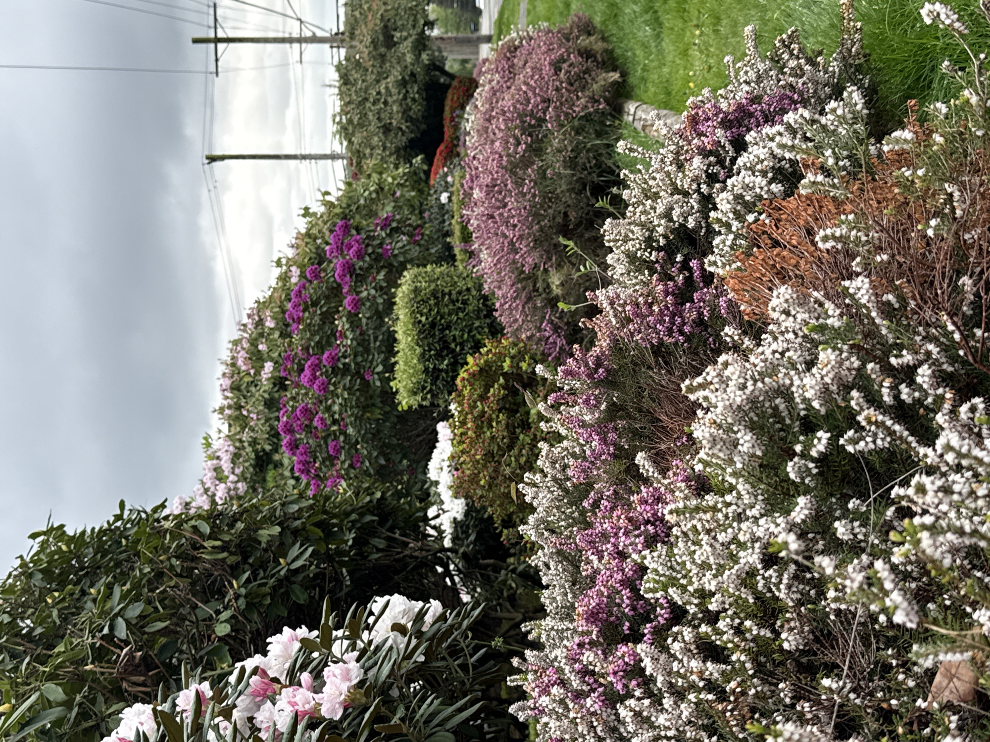 Man poses among blooming rhododendrons in New Westminster garden
