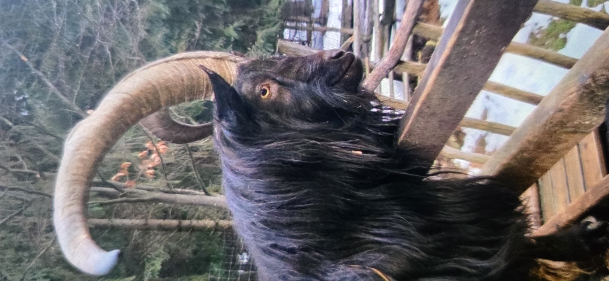 Woman in witch costume visits goat park in Ukraine