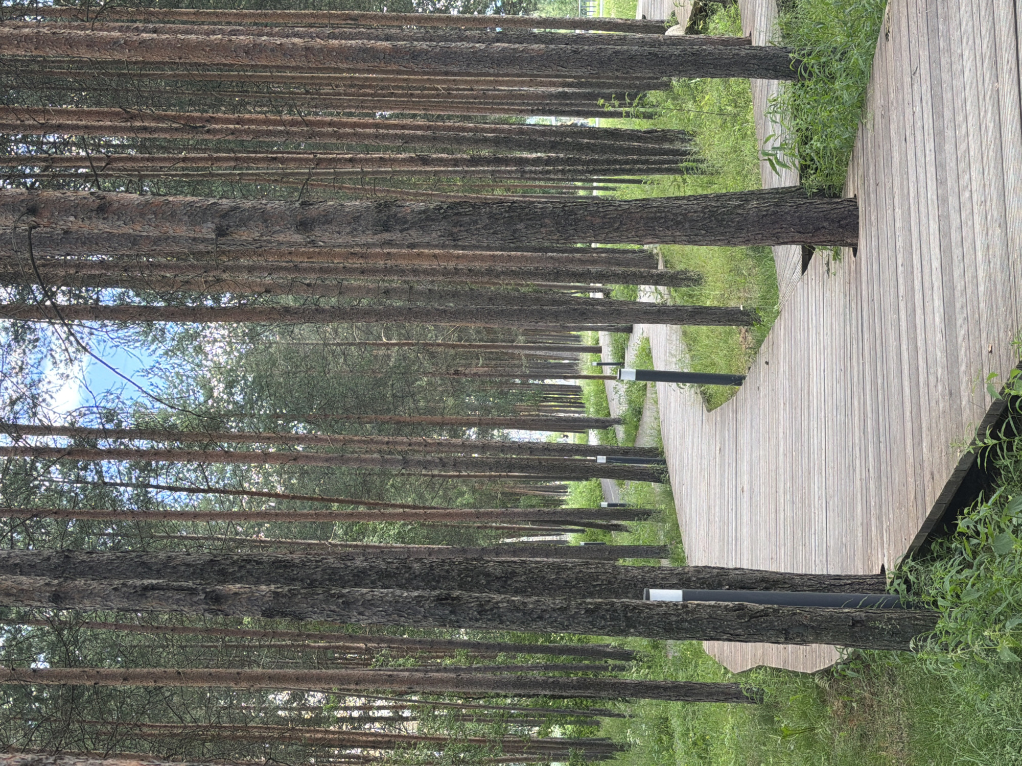 Wooden boardwalk curving through pine forest in Polarnie Zori