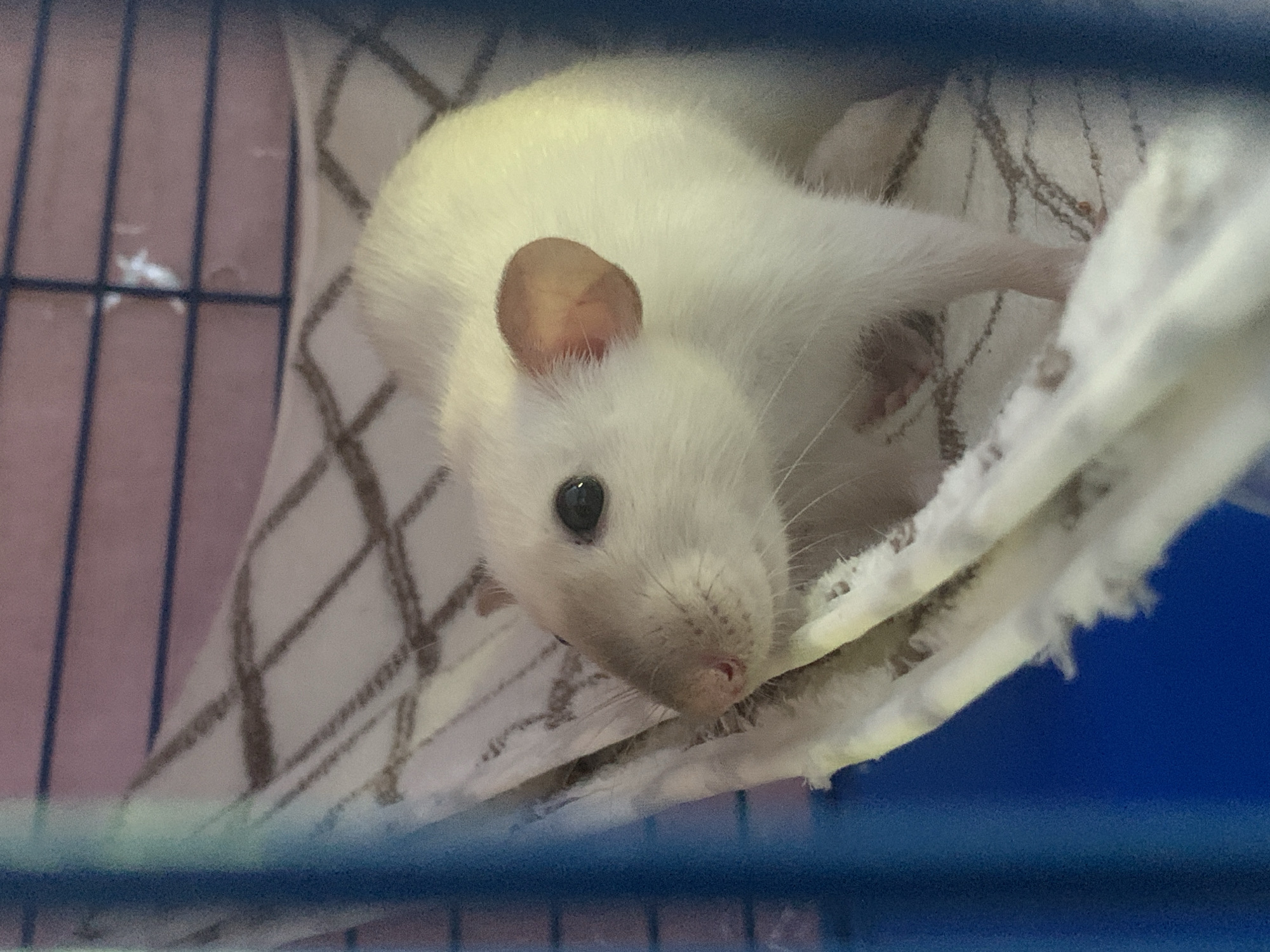 Rats, a tabby cat, and home details in Stavropol
