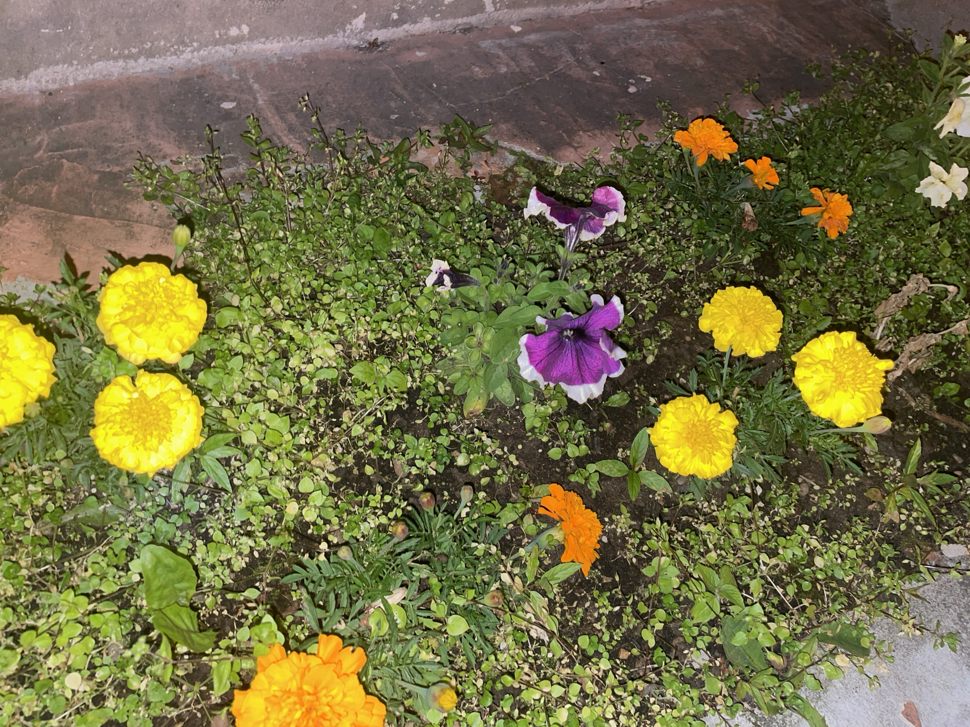 Night garden tour through Krasnogorsk residential streets