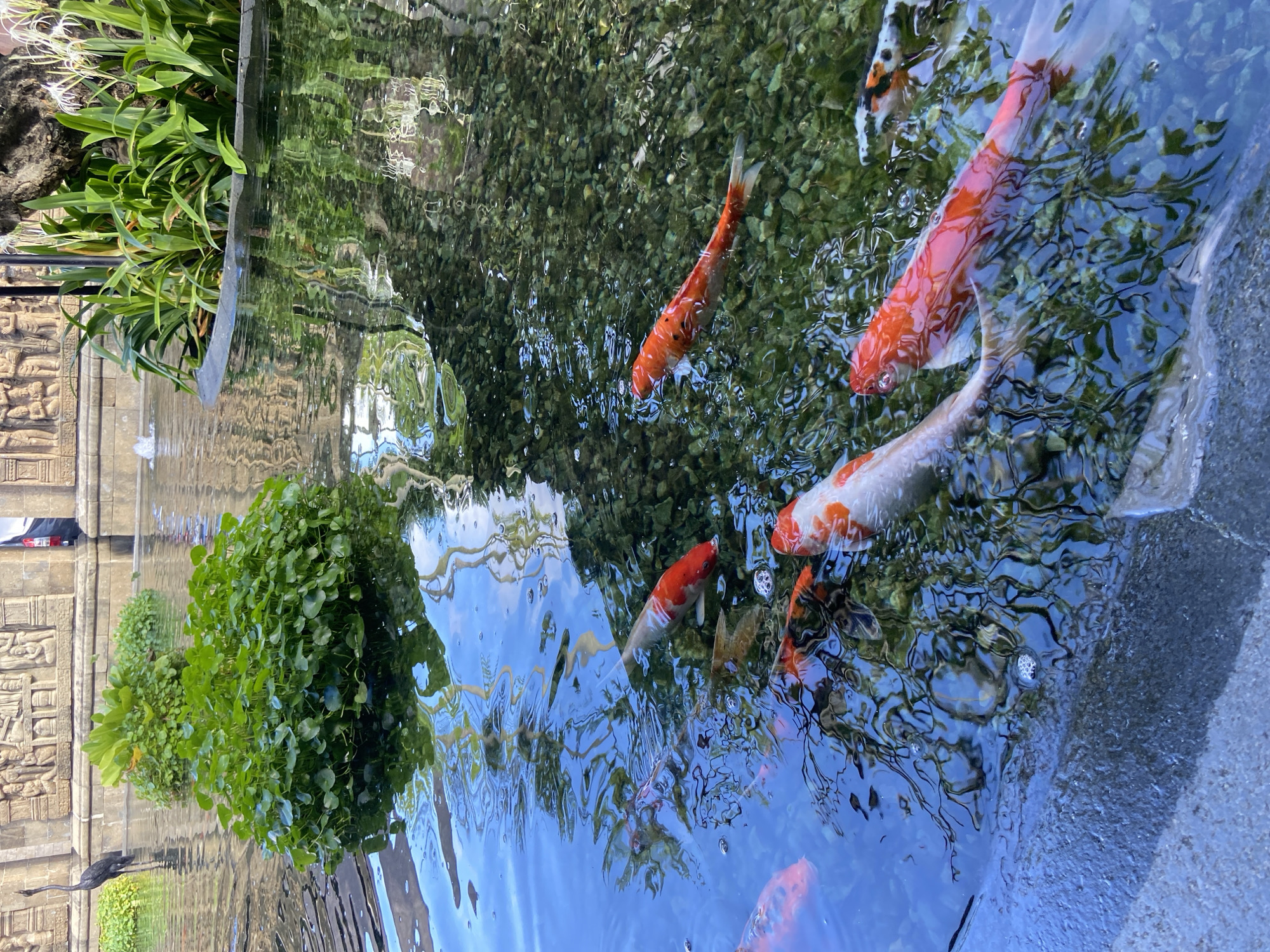 Tourist documents peaceful koi garden in Kuta Selatan